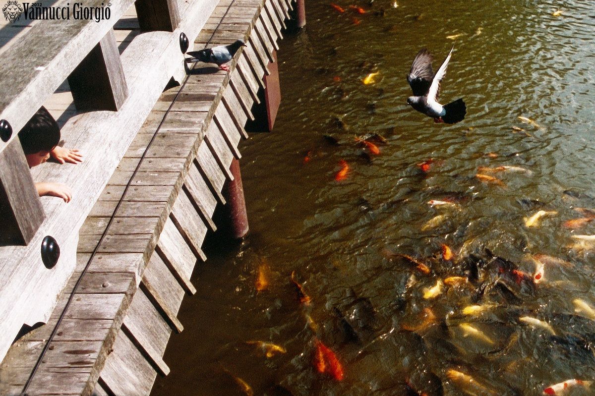 Curiosità e stupore - Nikko