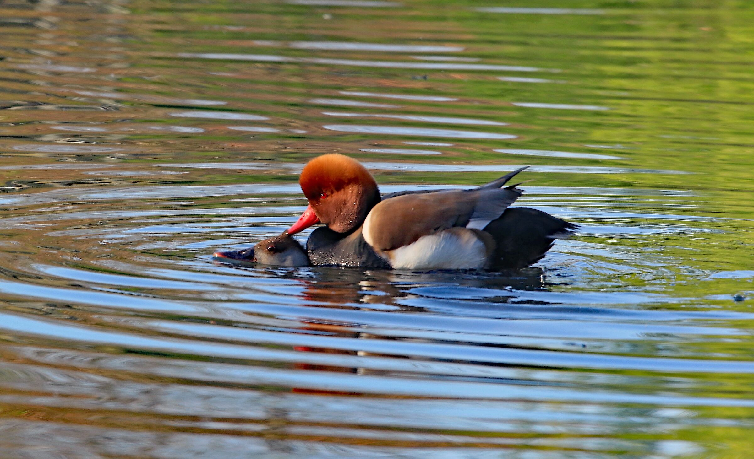 Fistione turco (Netta Rufina) in accoppiamento