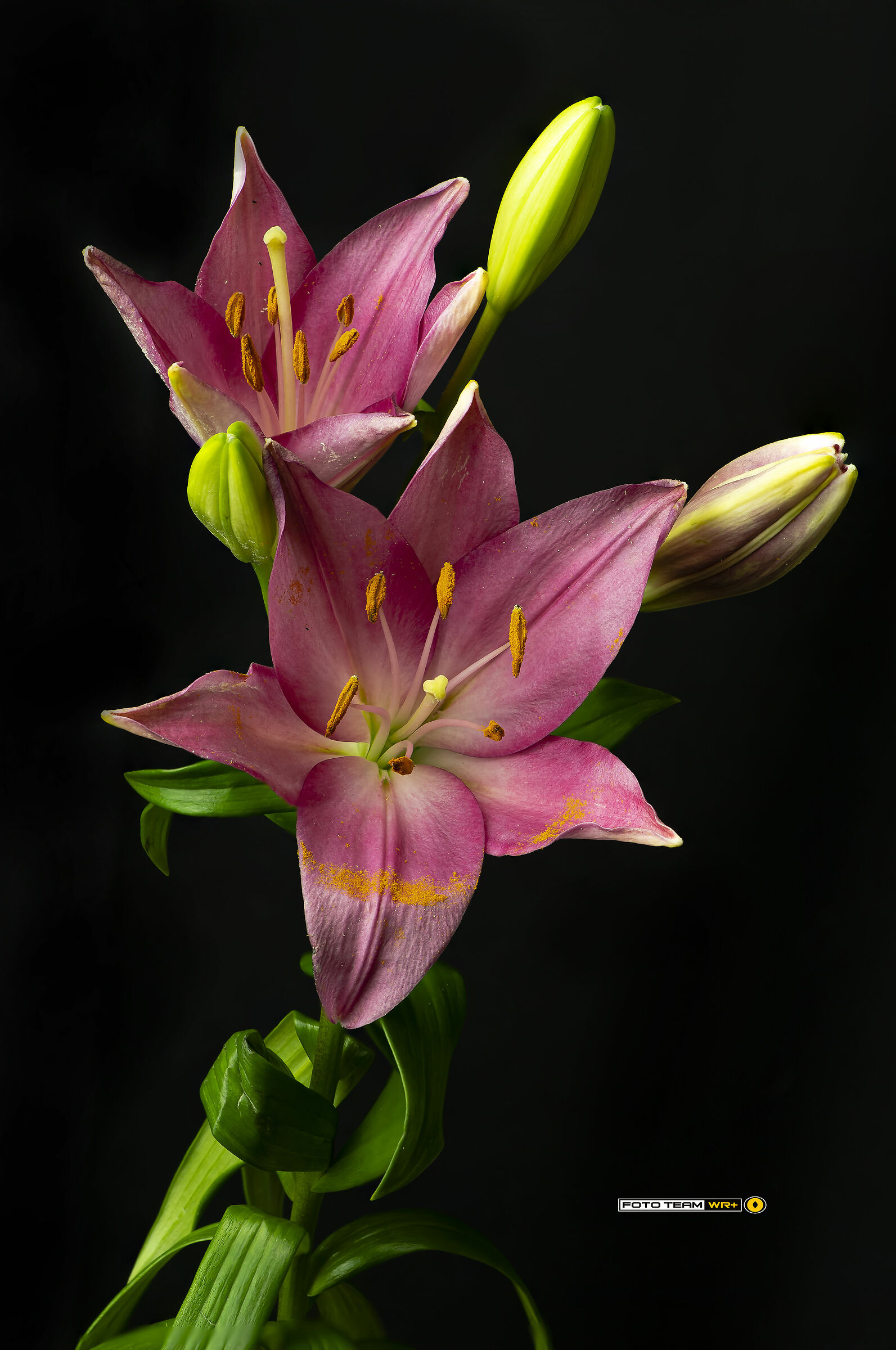 Lilium