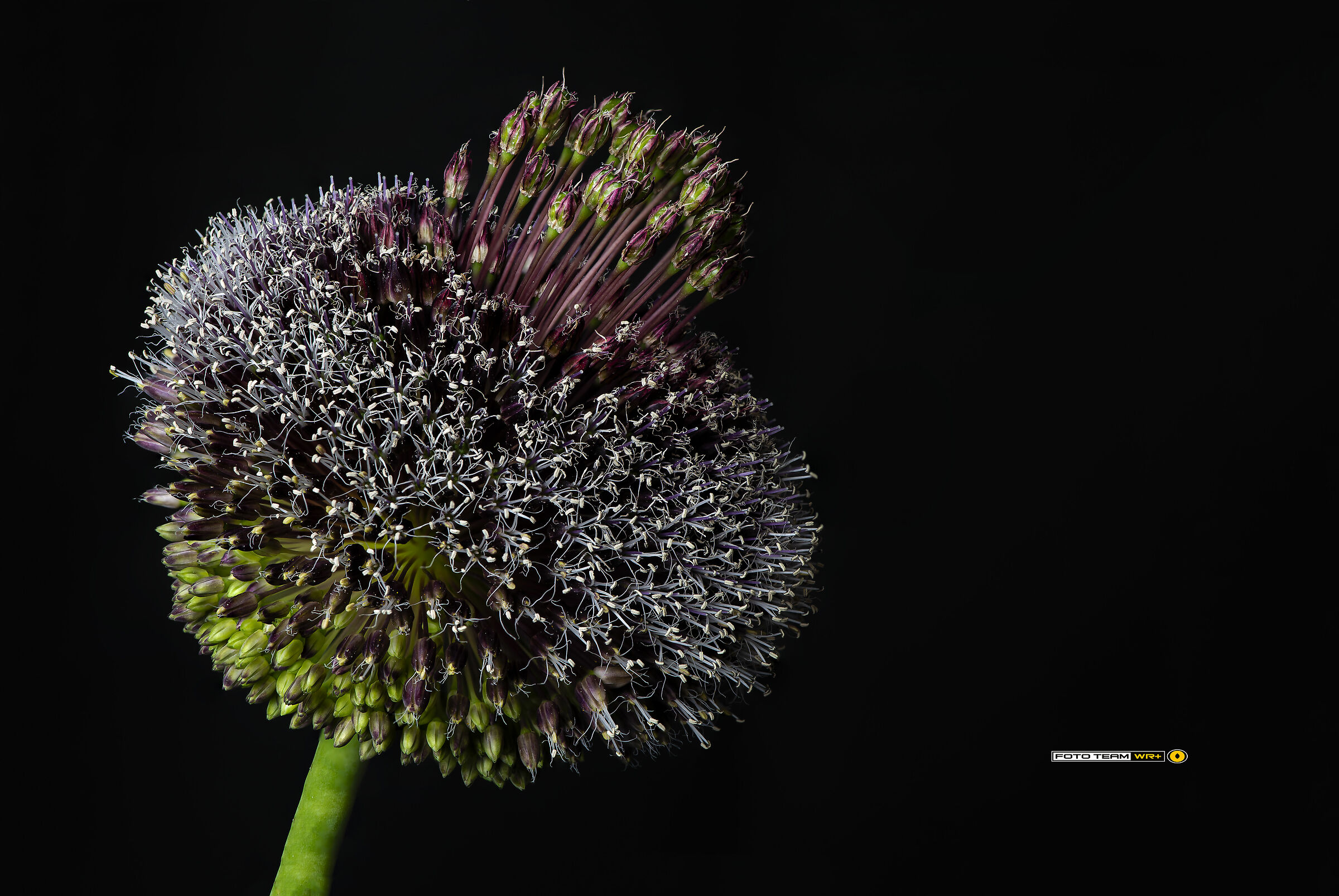Allium
