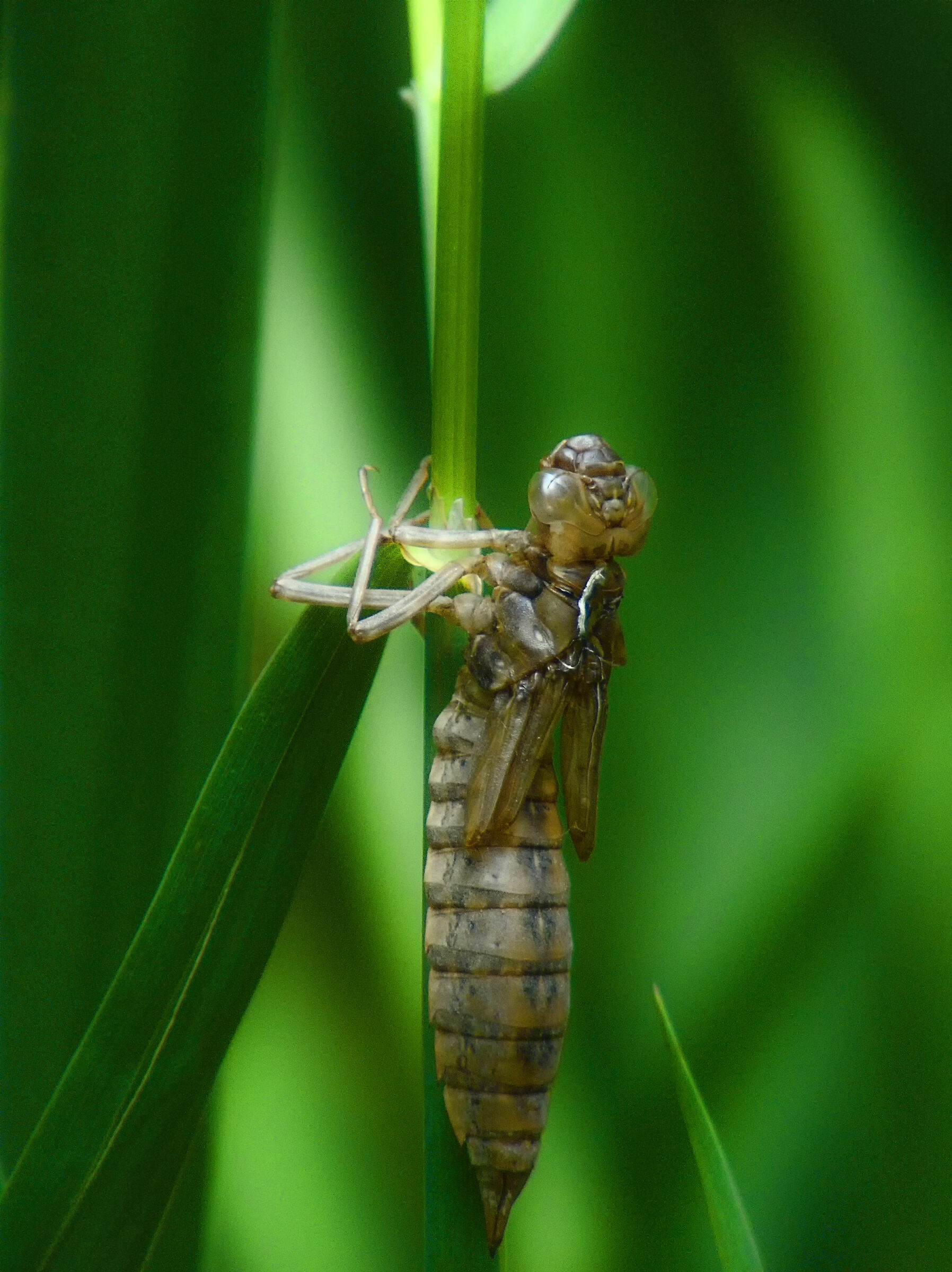 Dragonfly nymph waiting to flicker