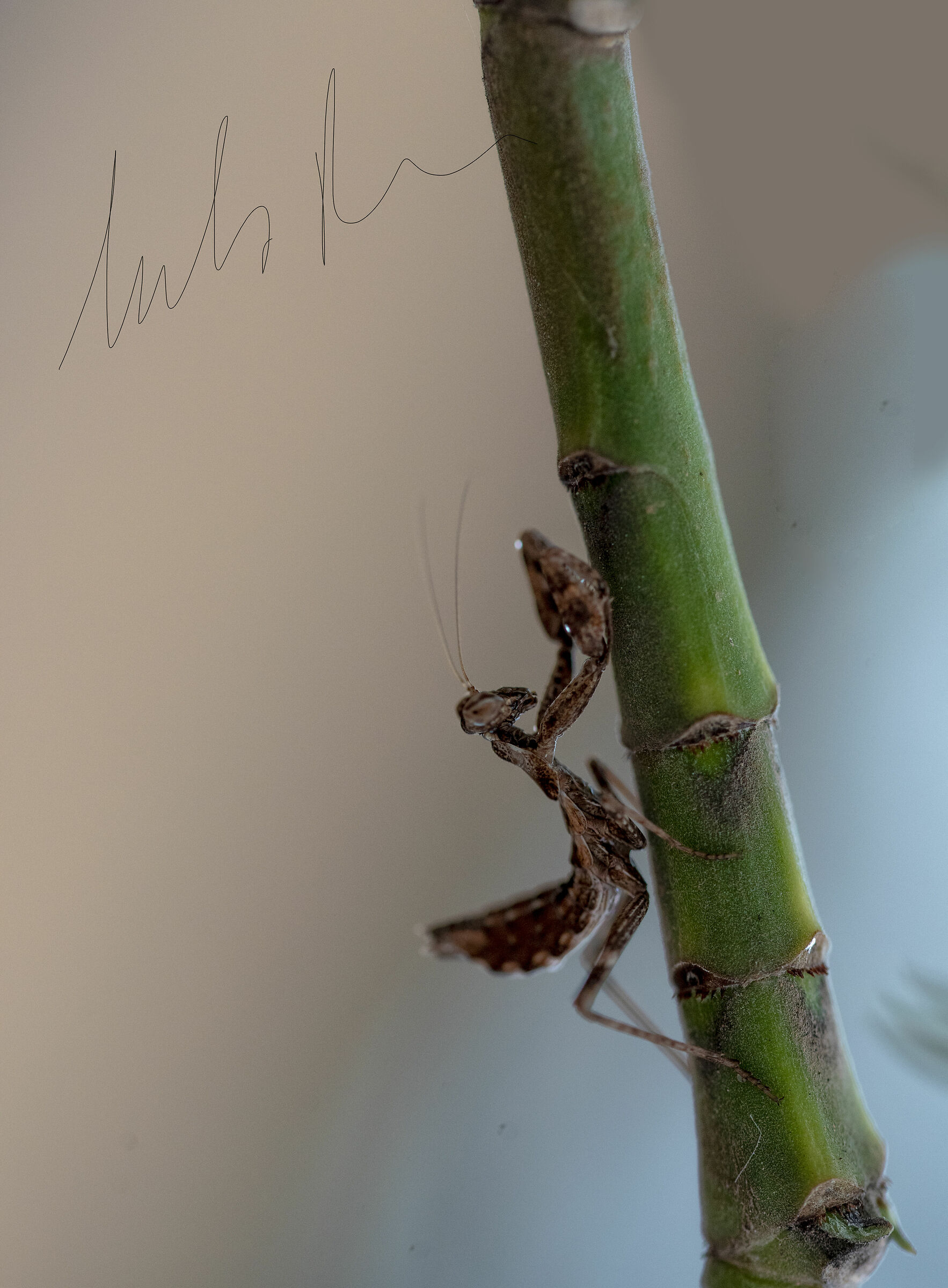 Sicilian mantis 2019