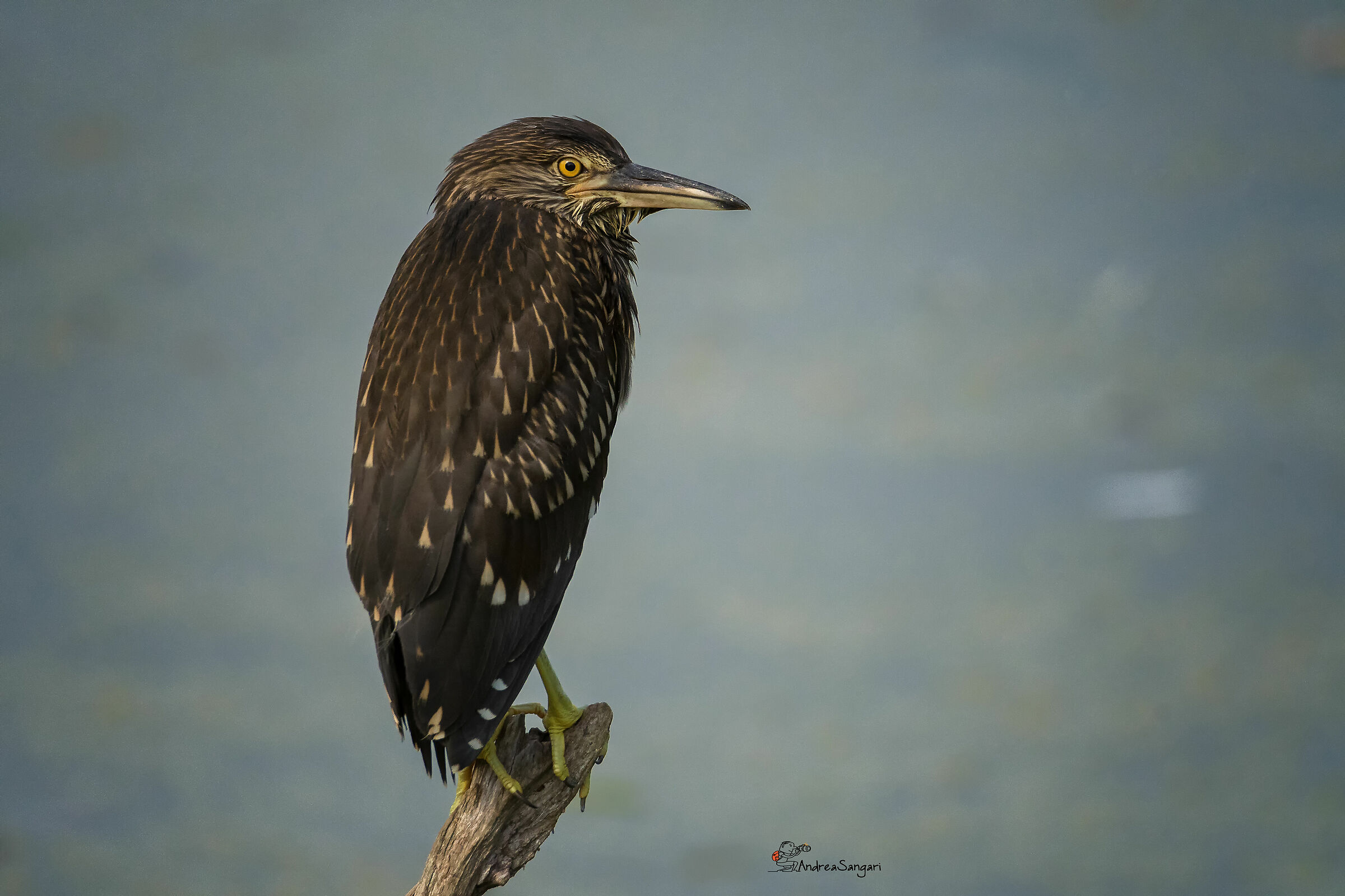 La nitticora che si crede un martin...