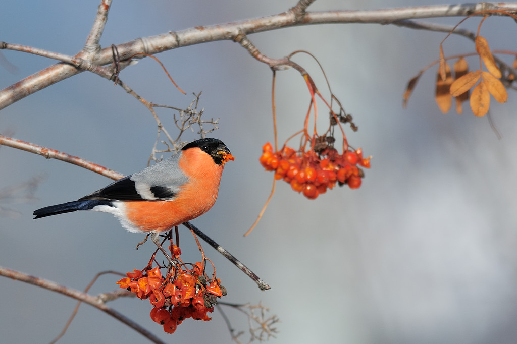 Bullfinch