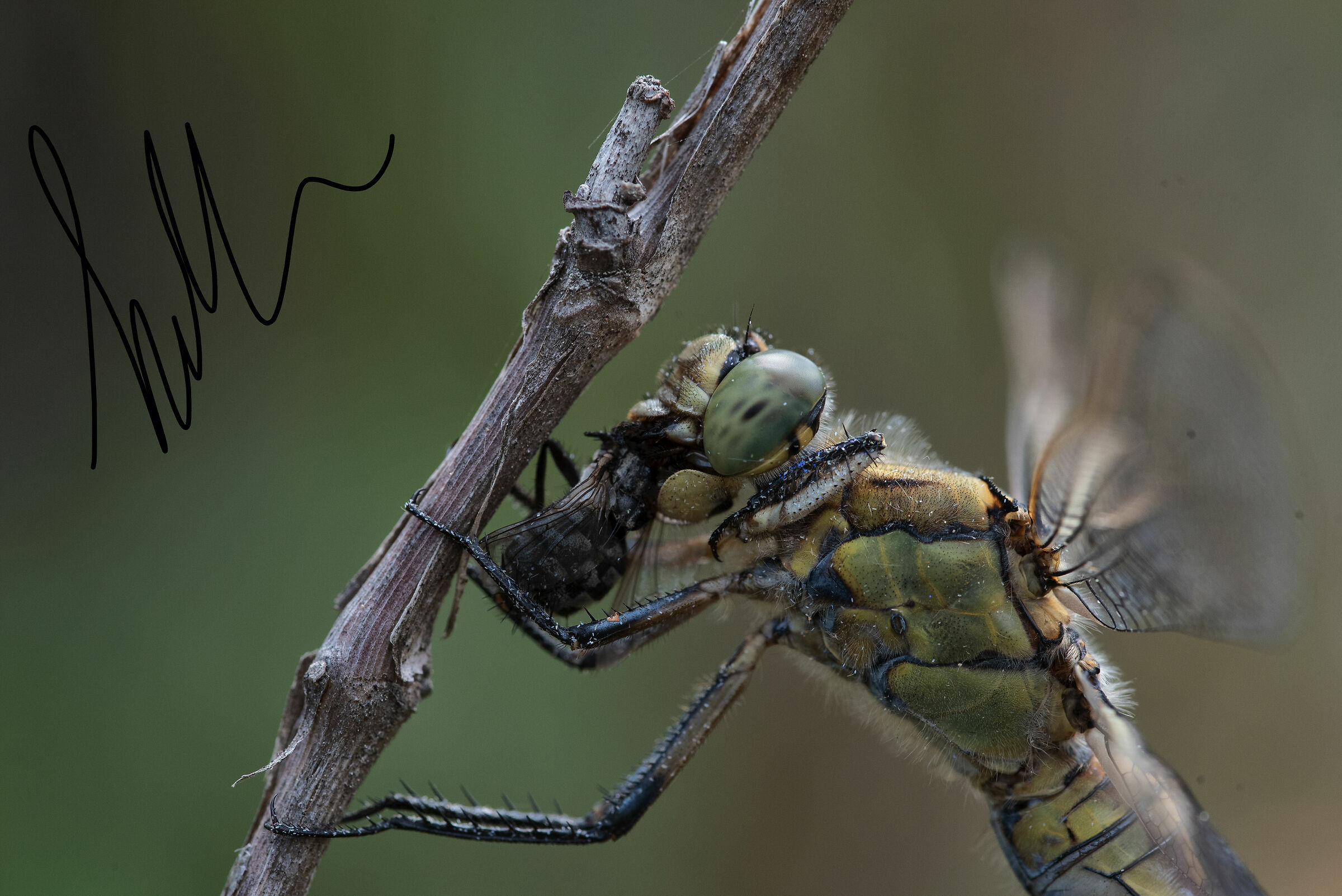 Sicilian dragonfly