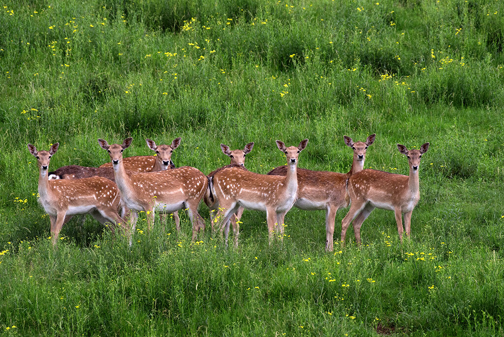 Fallow deer