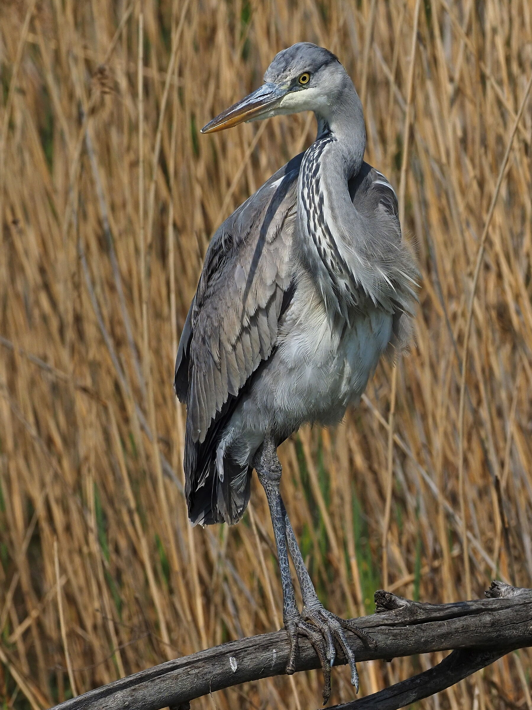 Ash heron posing as a model