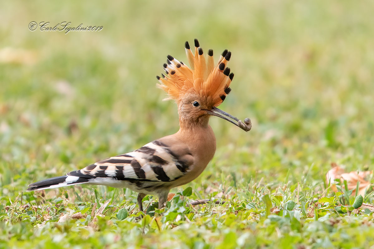 a snack for the upupa