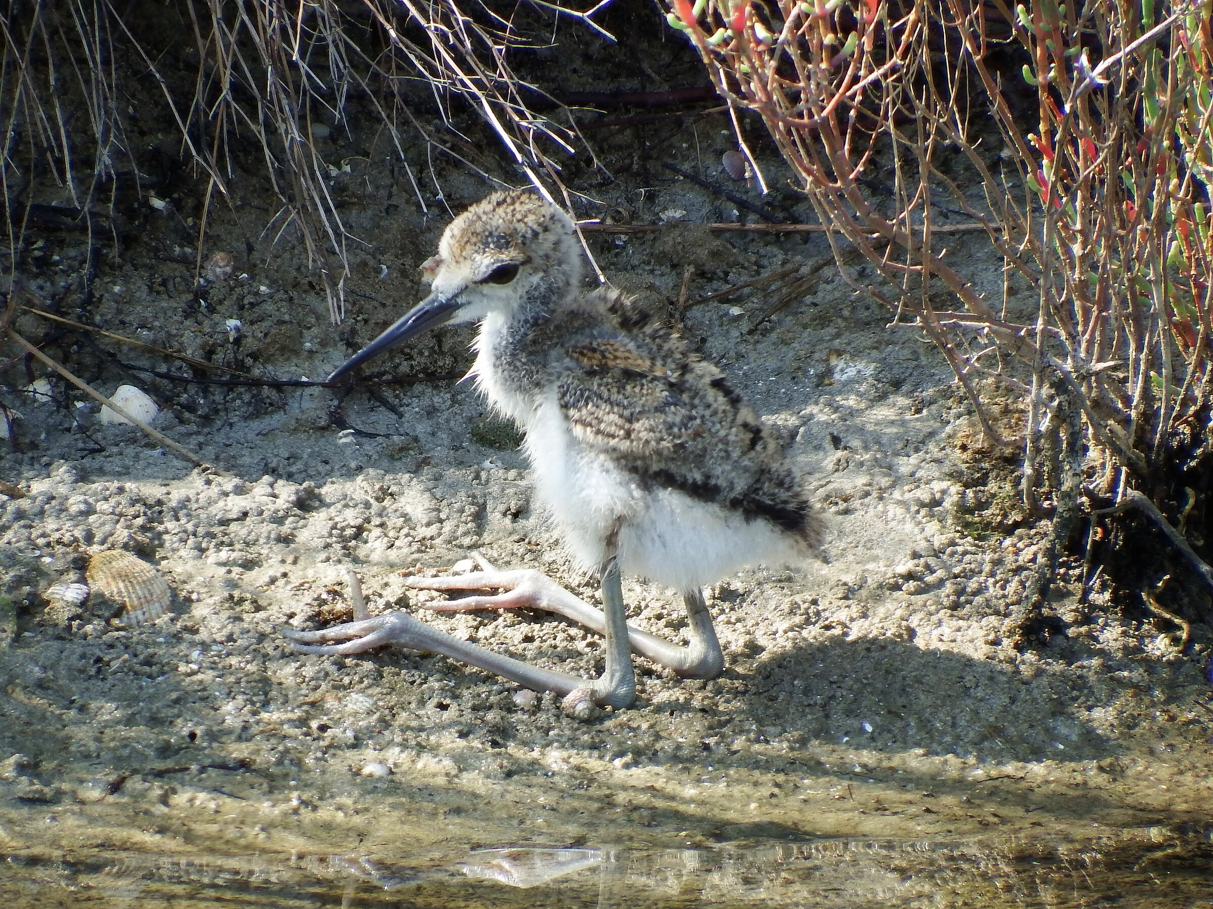 Cavaliere d'Italia - pulcino