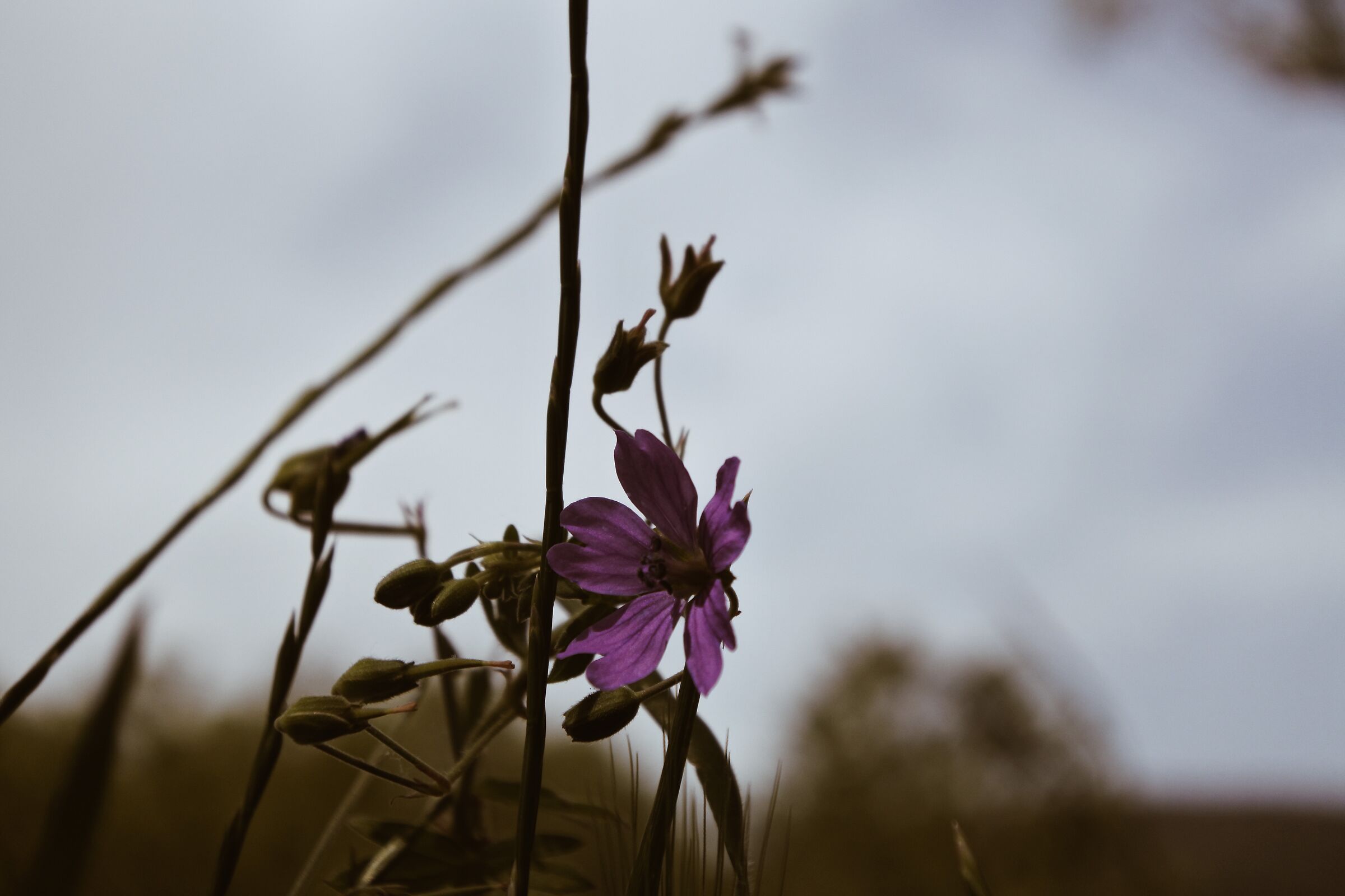 Purple loneliness