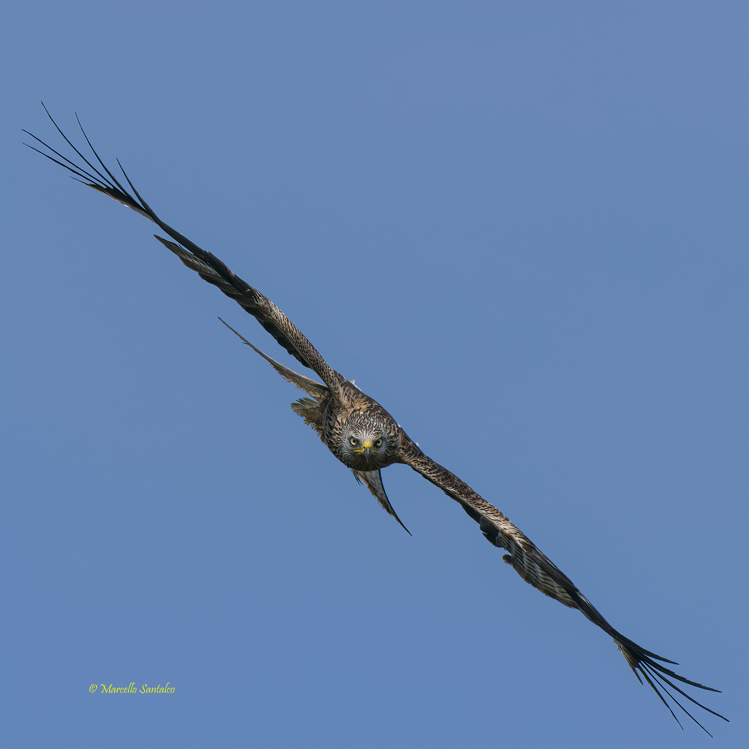 The look of the royal kite