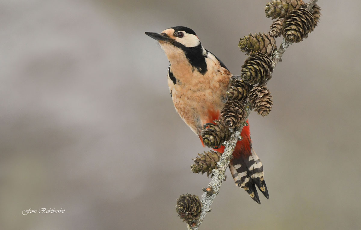 Major red woodpecker....