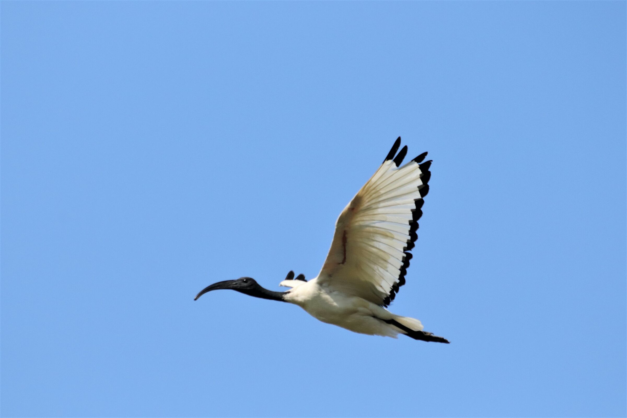 Ibis