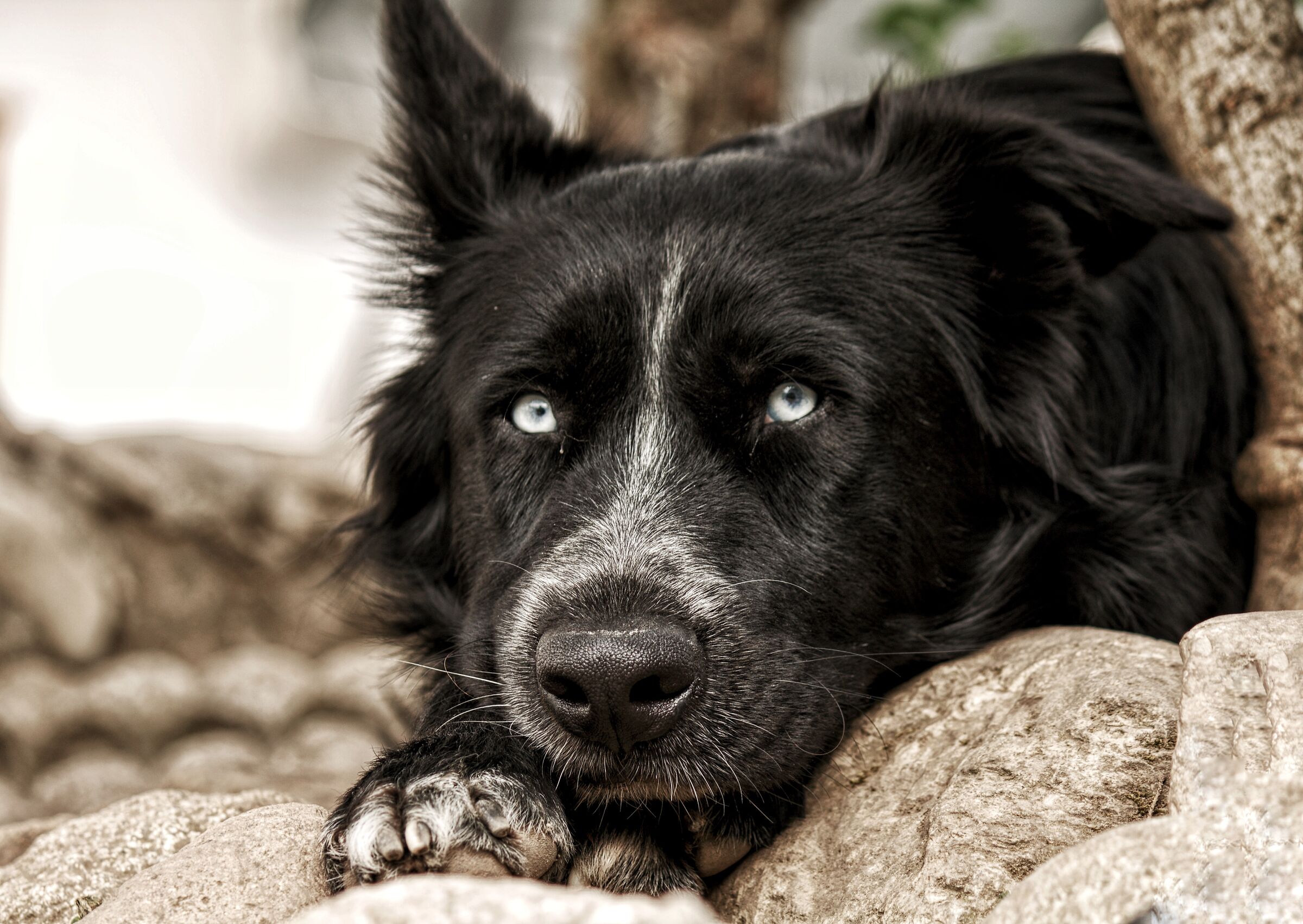 Romeo, pure sweetness ?