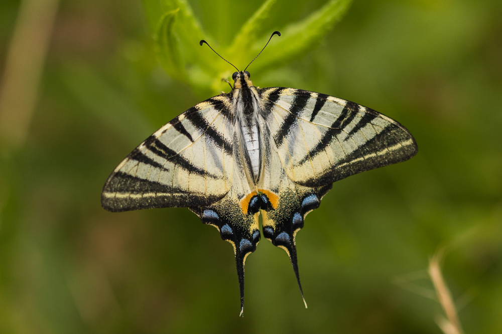 Nature gives a show!!!