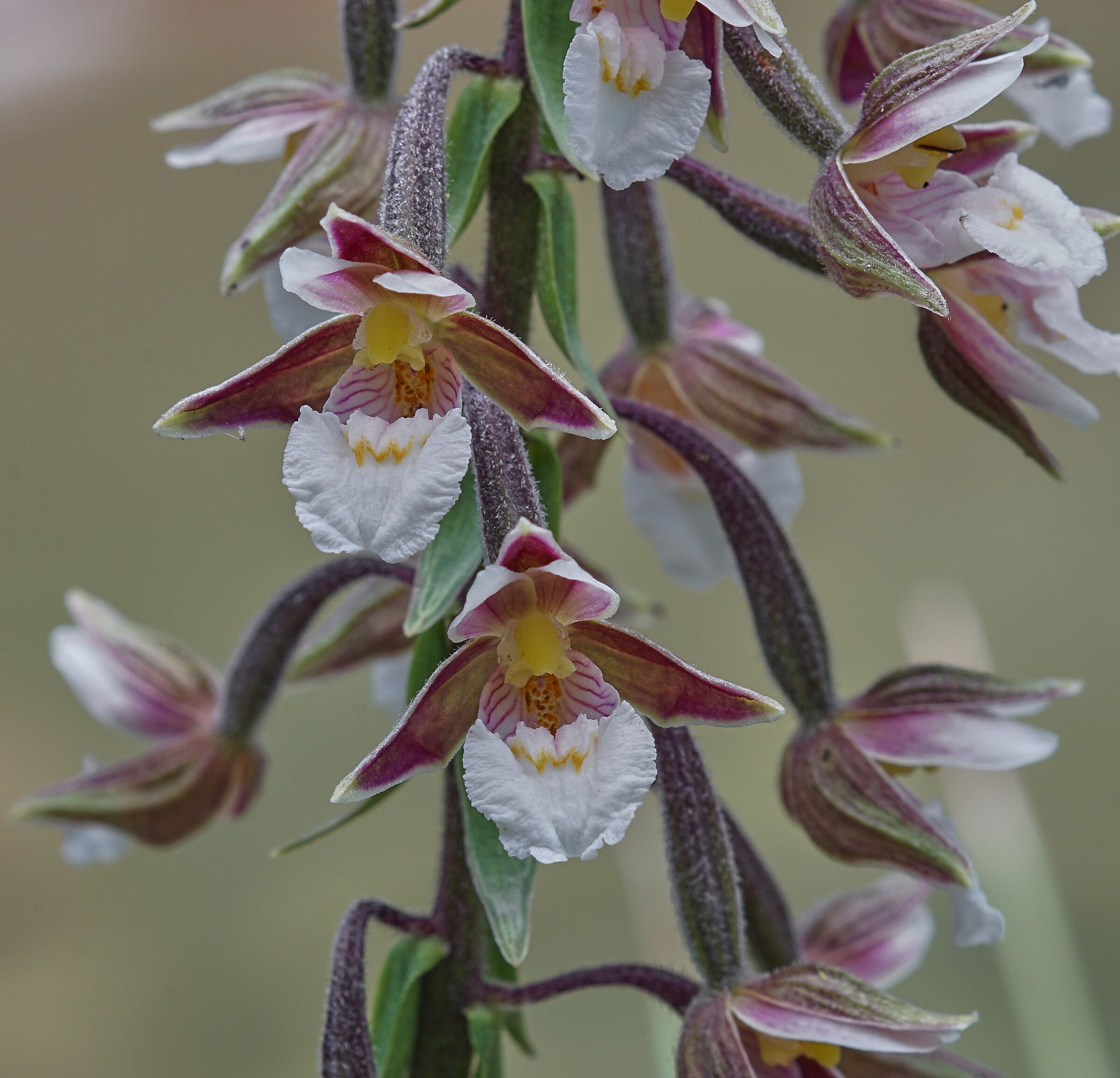 Epipactis palustris