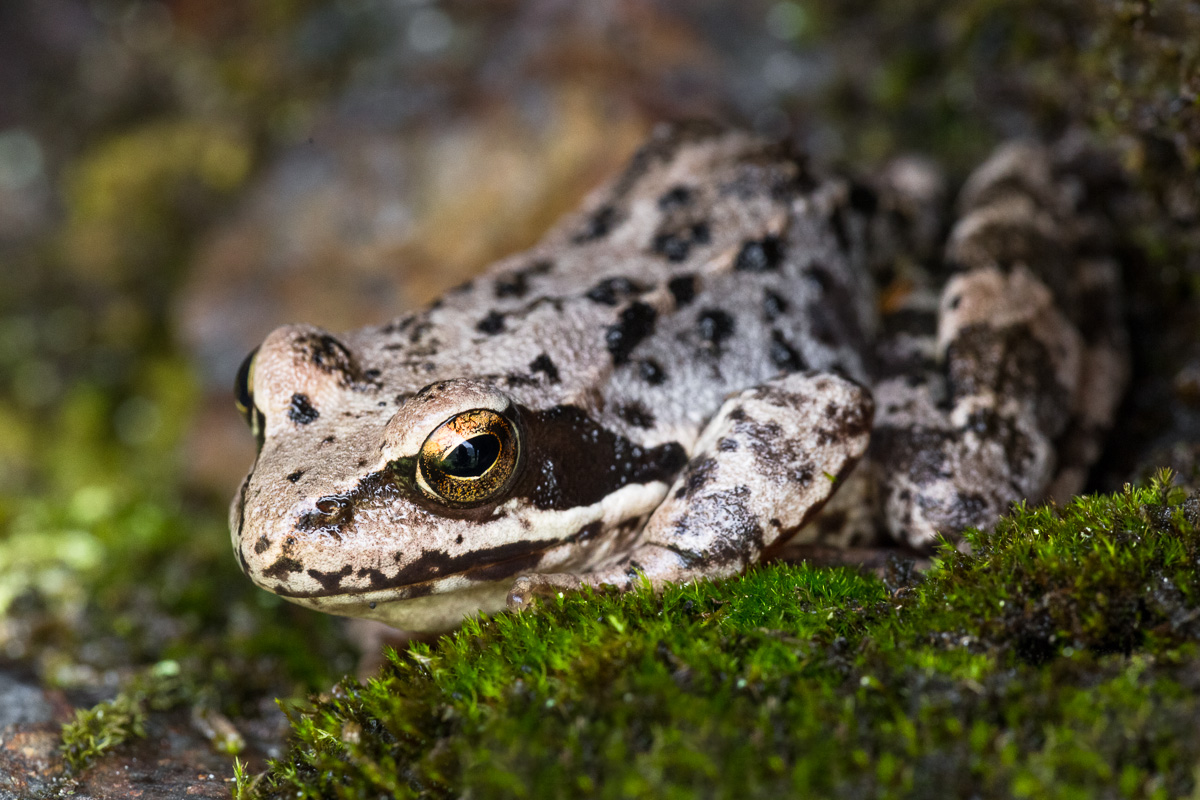 Time frog in its lair in the cool ...