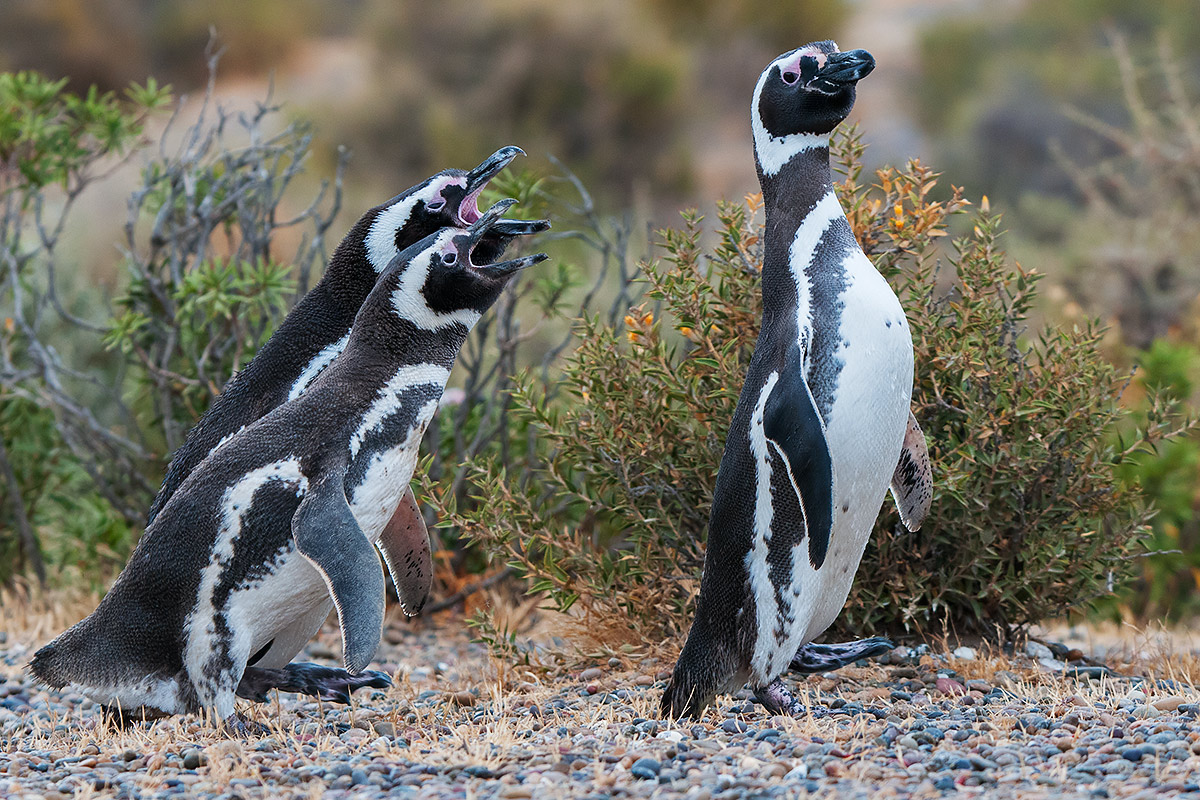 Magellanic Penguins - Young and Adult