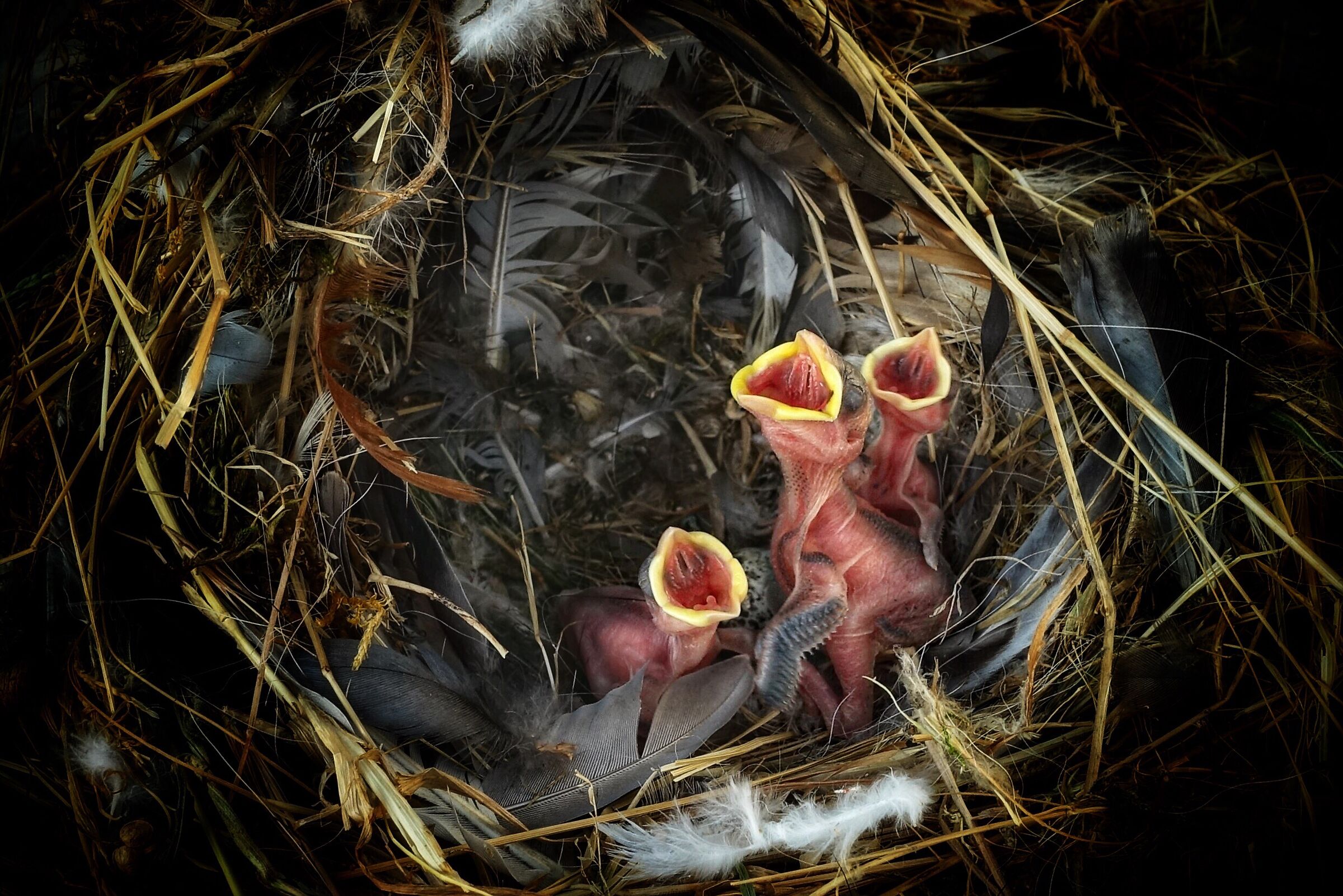 Dear little birds that are no longer there, alas.