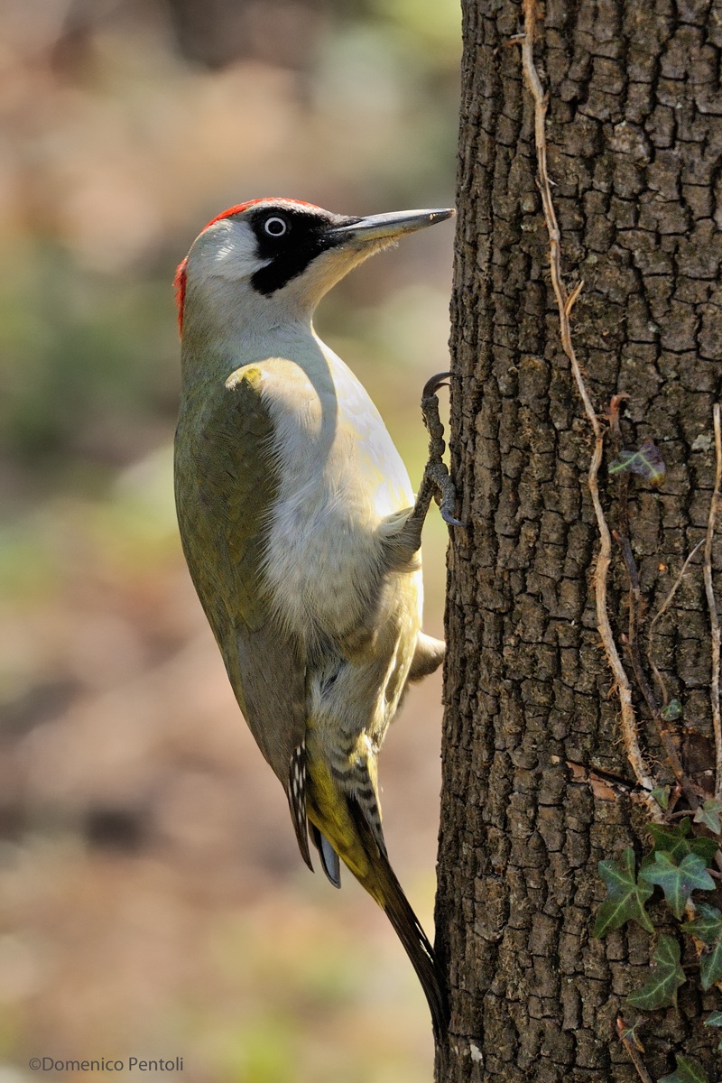 Female Green Woodpecker