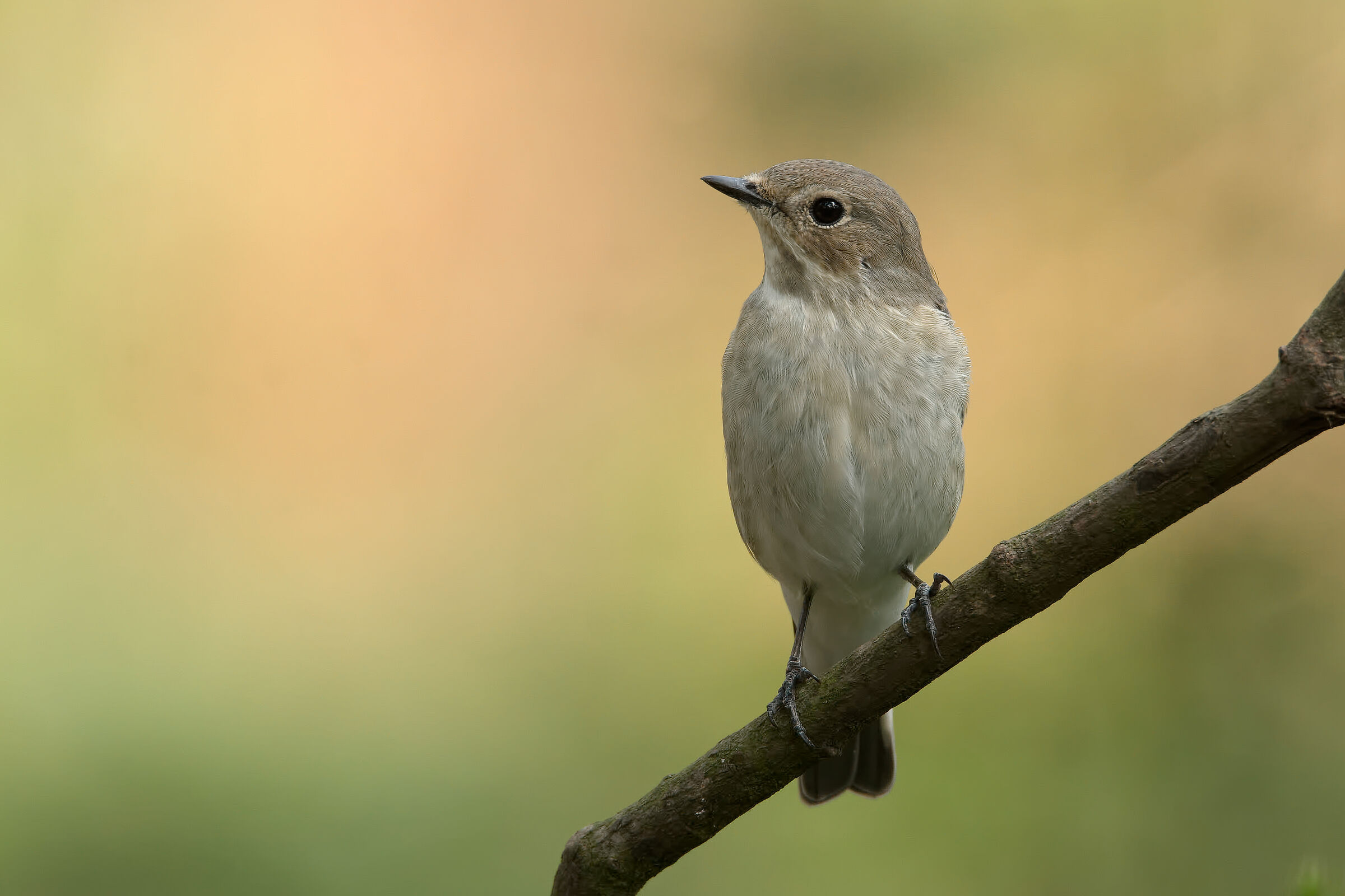 flycatcher