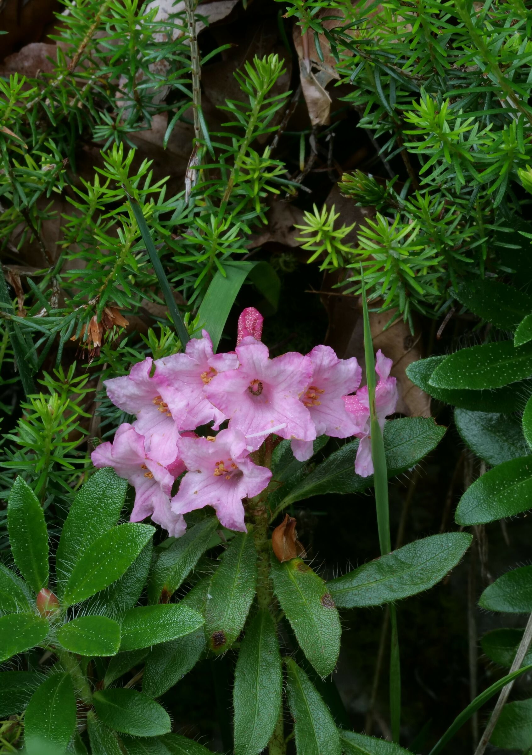 Rododendron hirsutum