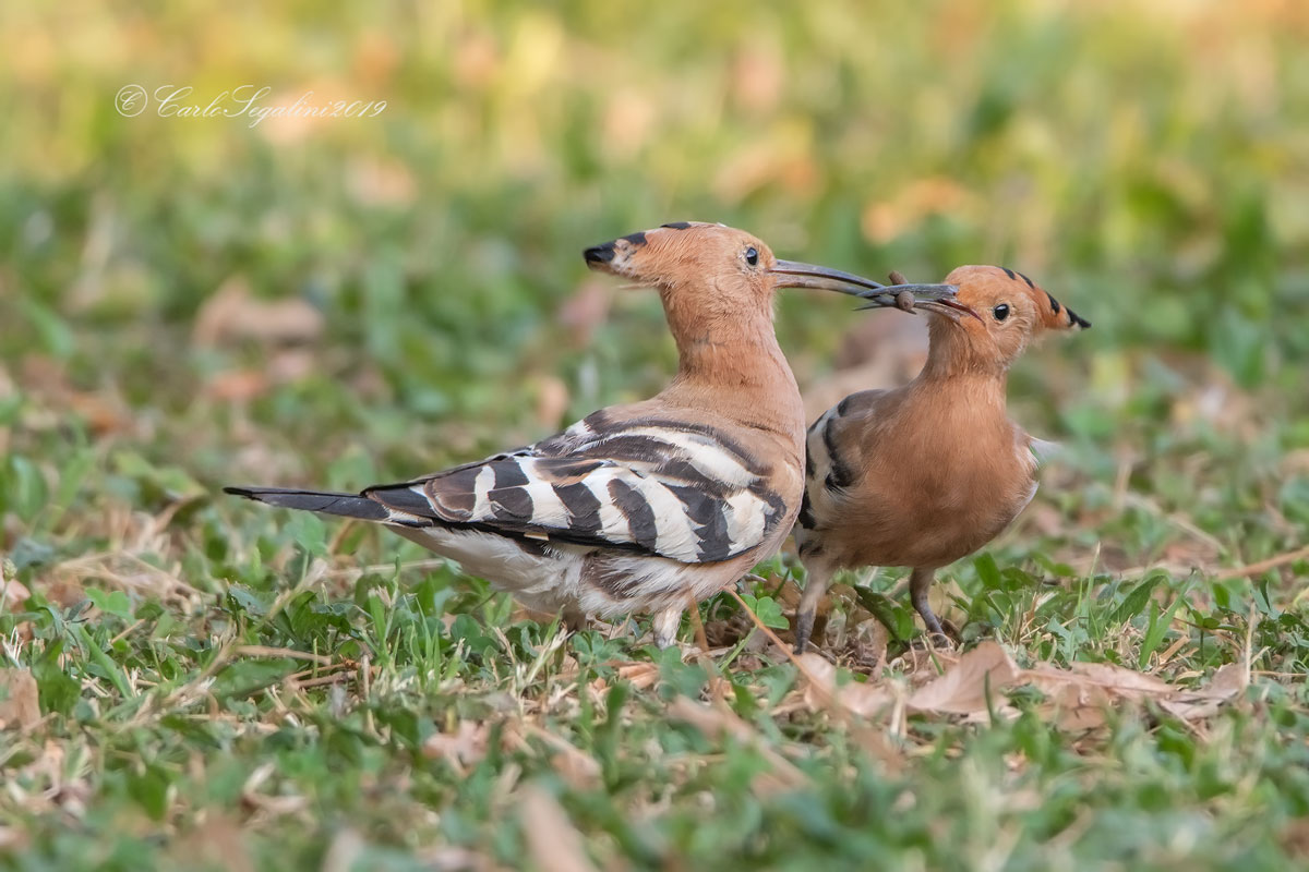 Imbecile to the little upupa