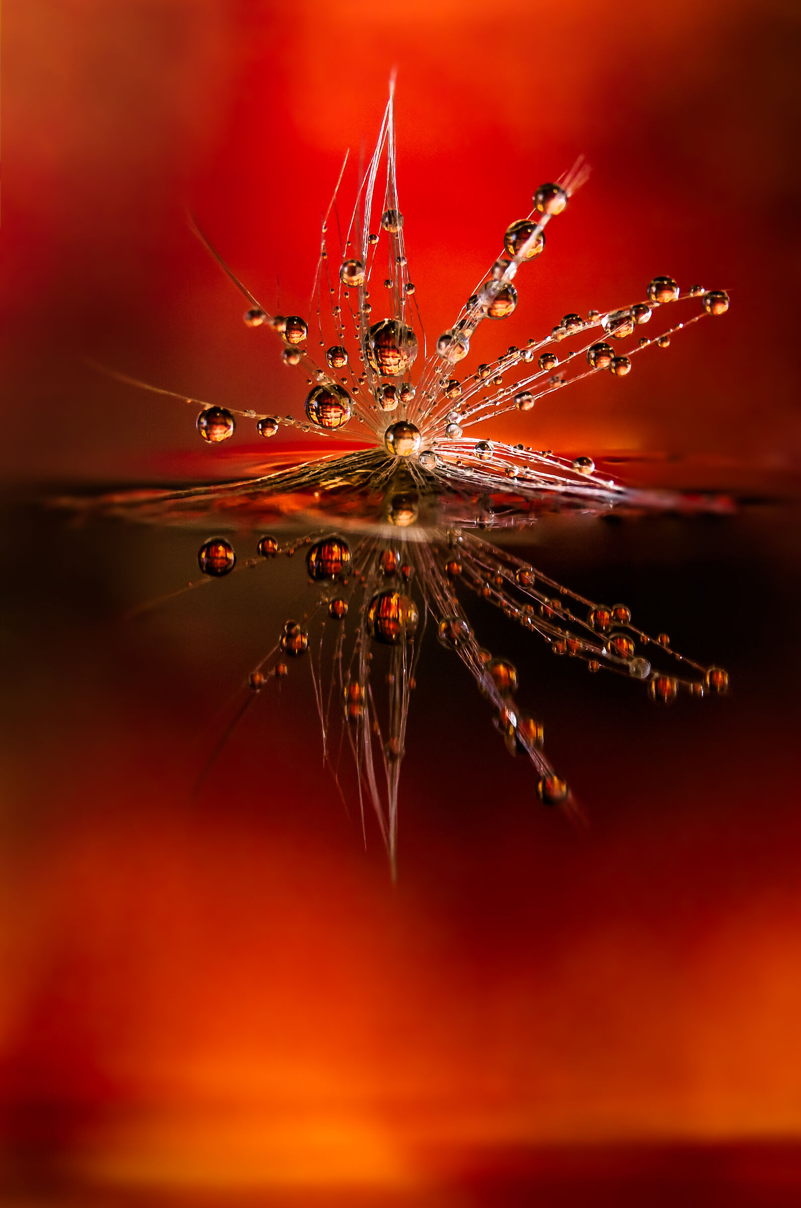 Fuoco cammina con me - Drops