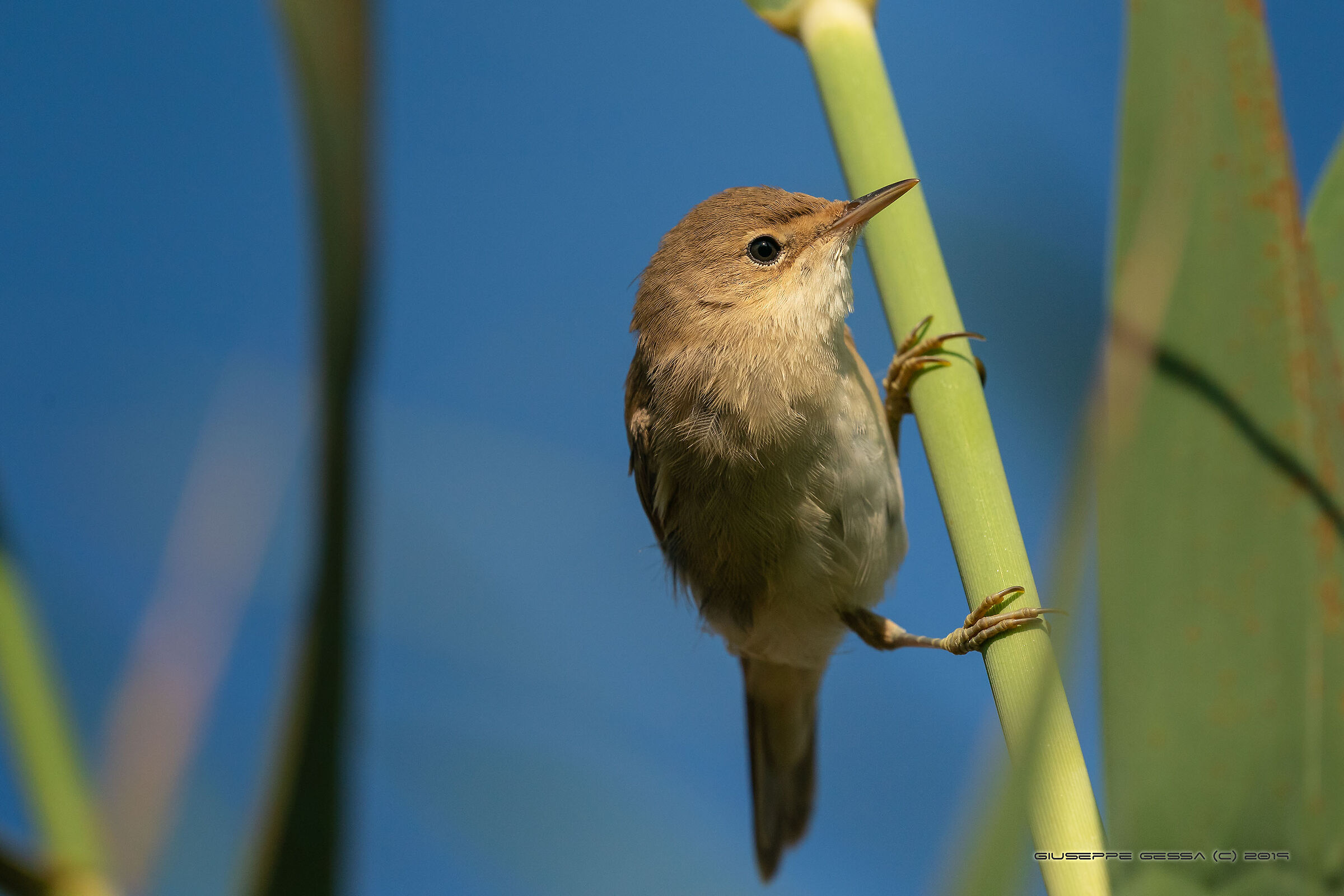 Acrocephalus scirpaceus