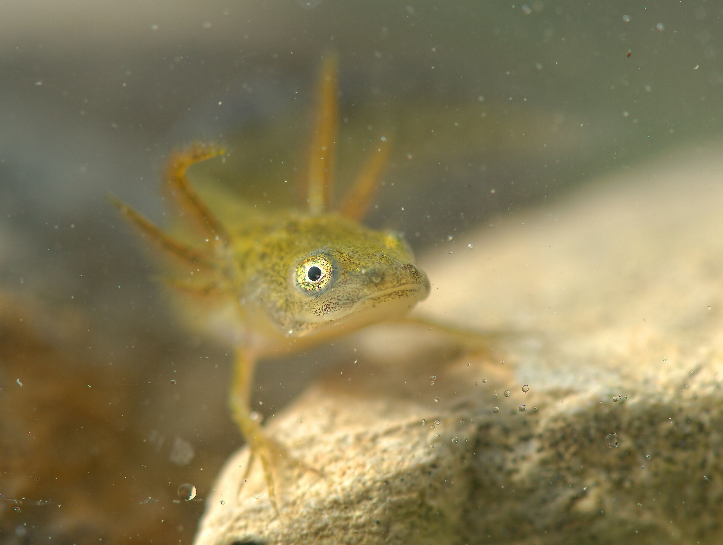 Italian Triton Larval Form