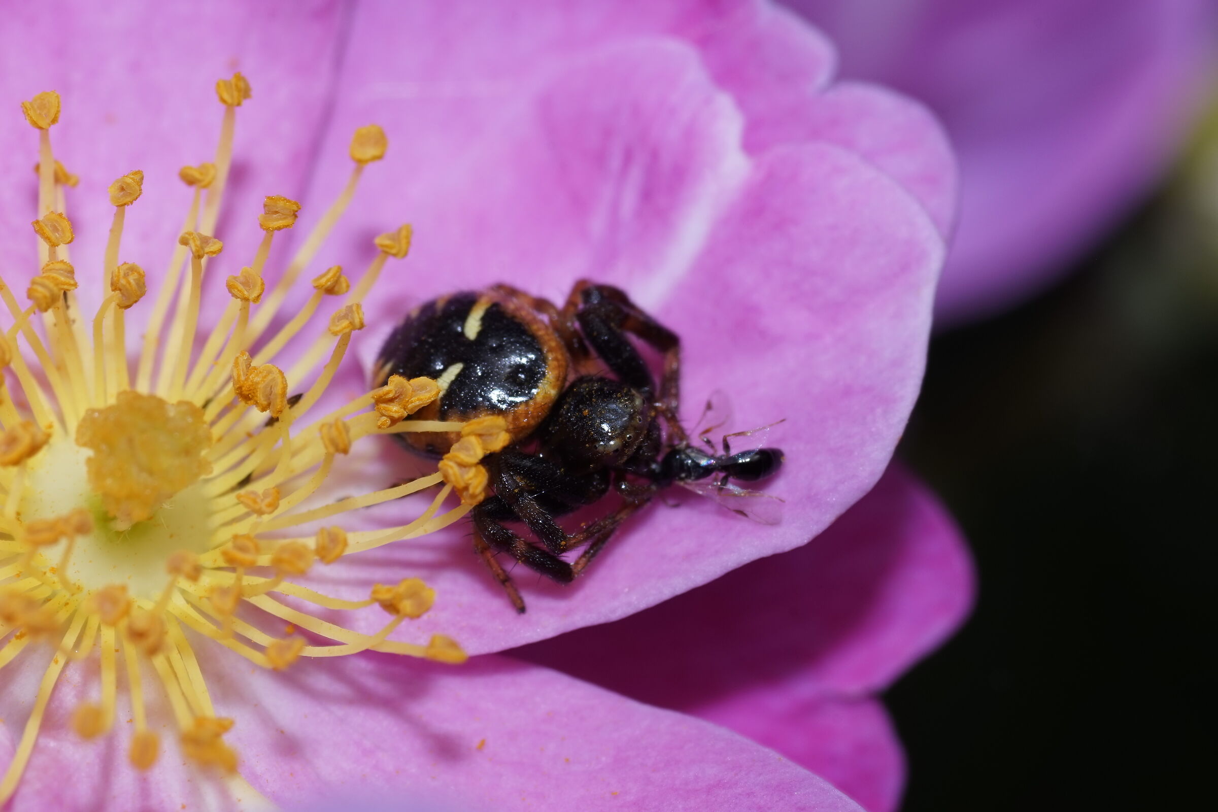 Predazione sulla rosa 2