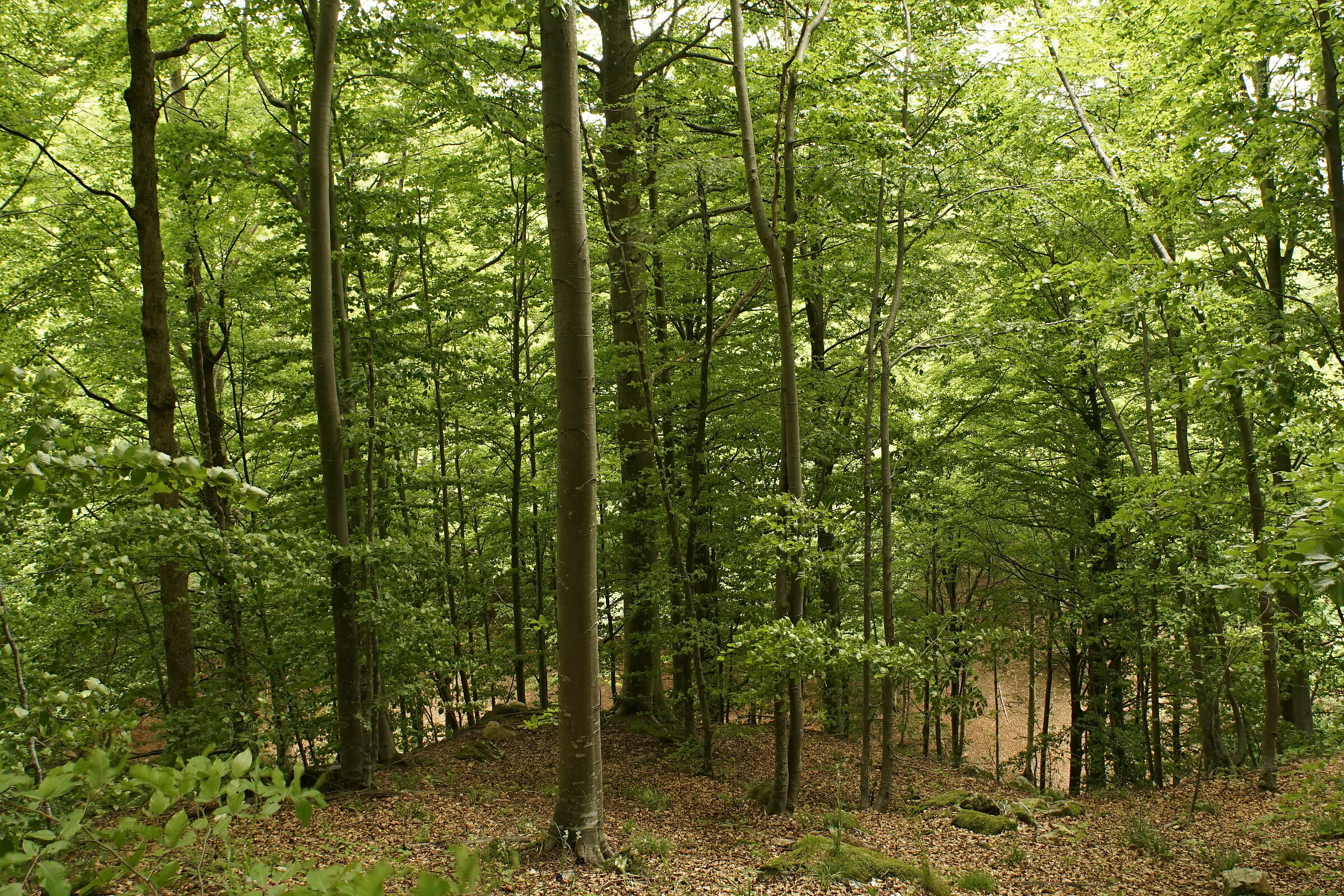 Faggeta in alta Val Bormida