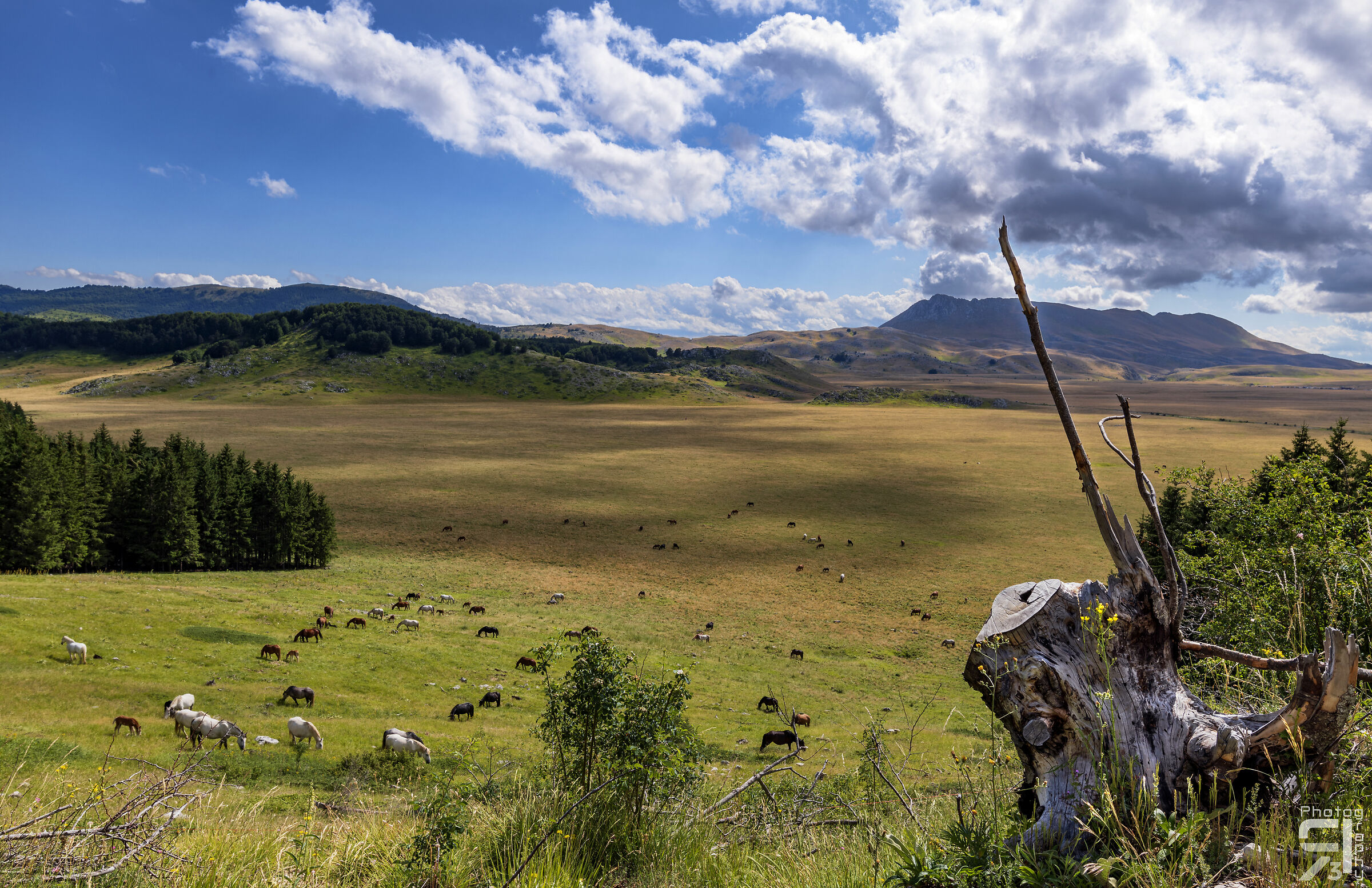 Horses in the pasture