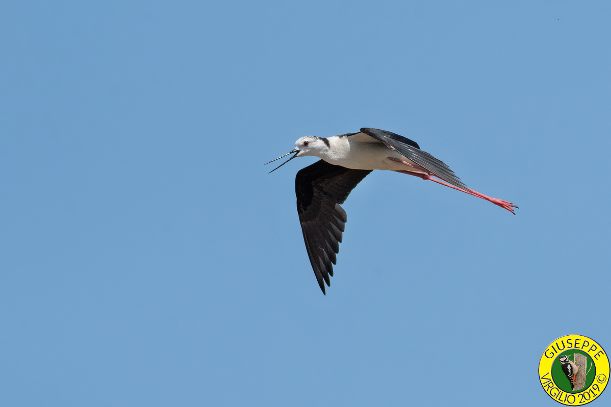 Cavaliere d' Italia (Sardegna )2019