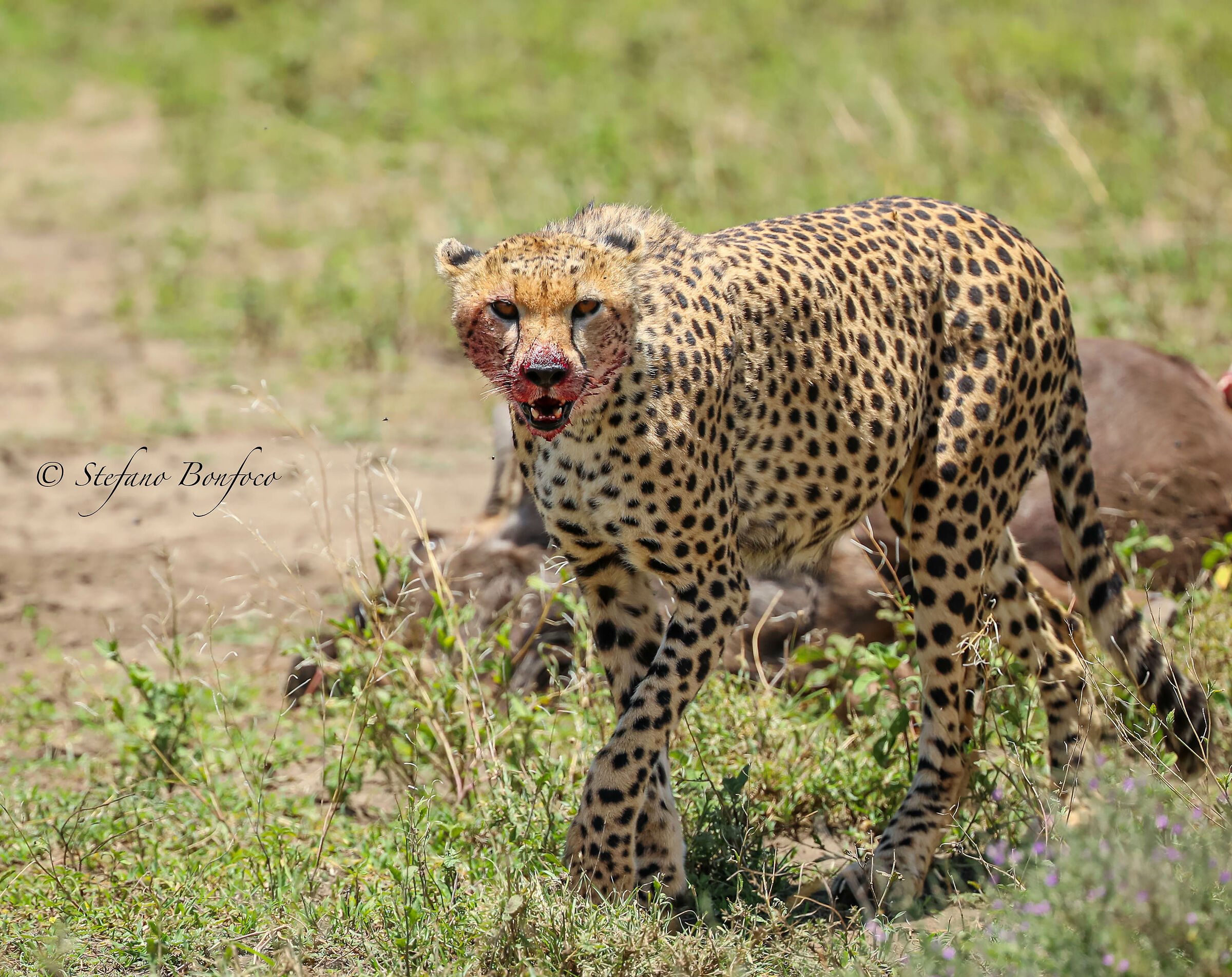 Cheetah (Acinonyx jubatus)
