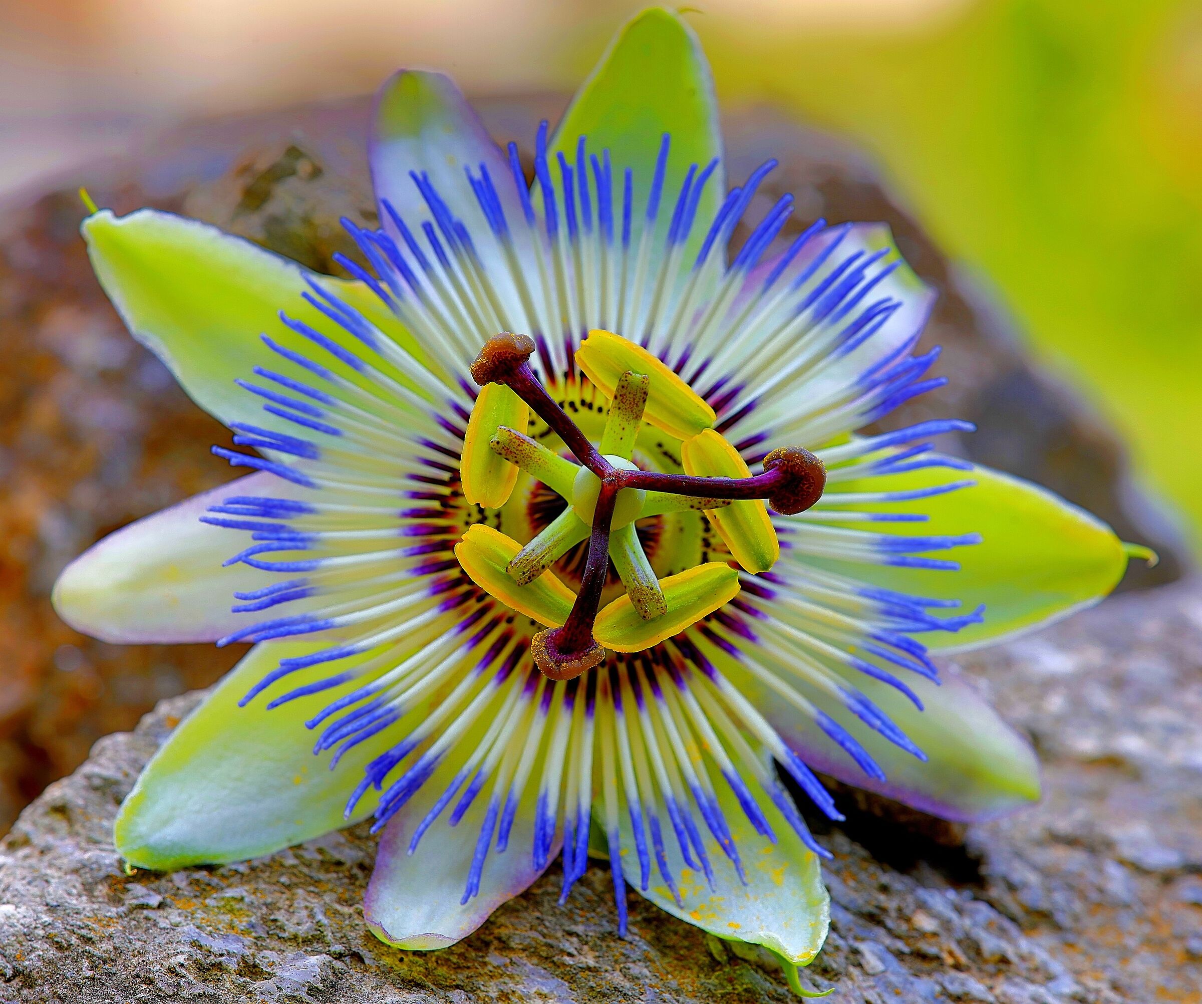 Passiflora