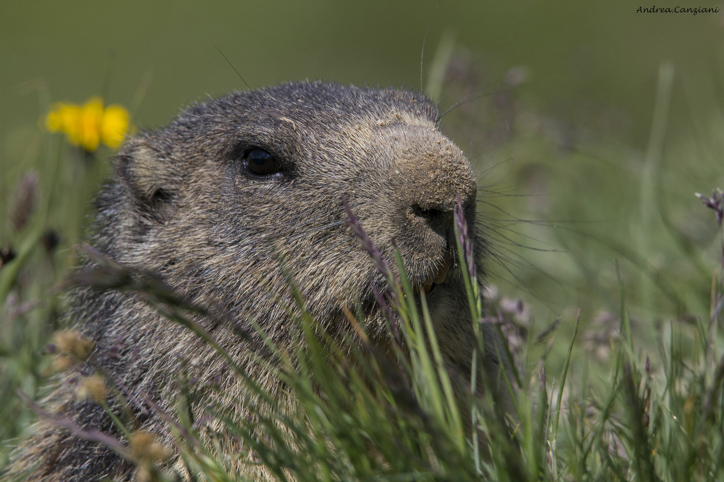 Marmotta Formazzina 2