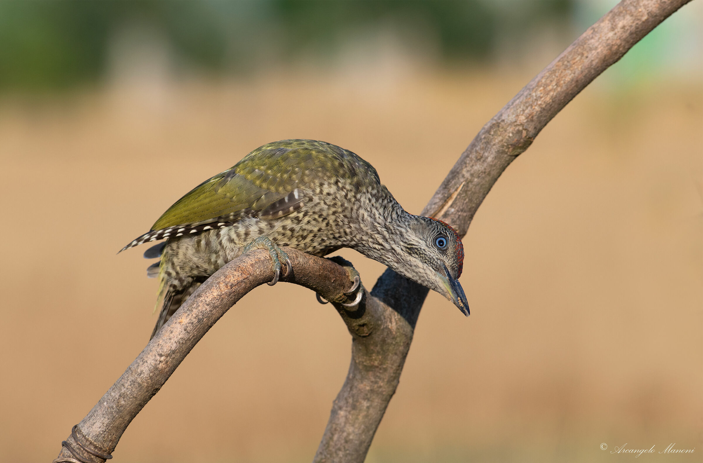 La curiosità si chiama ''picchio verde'&#...