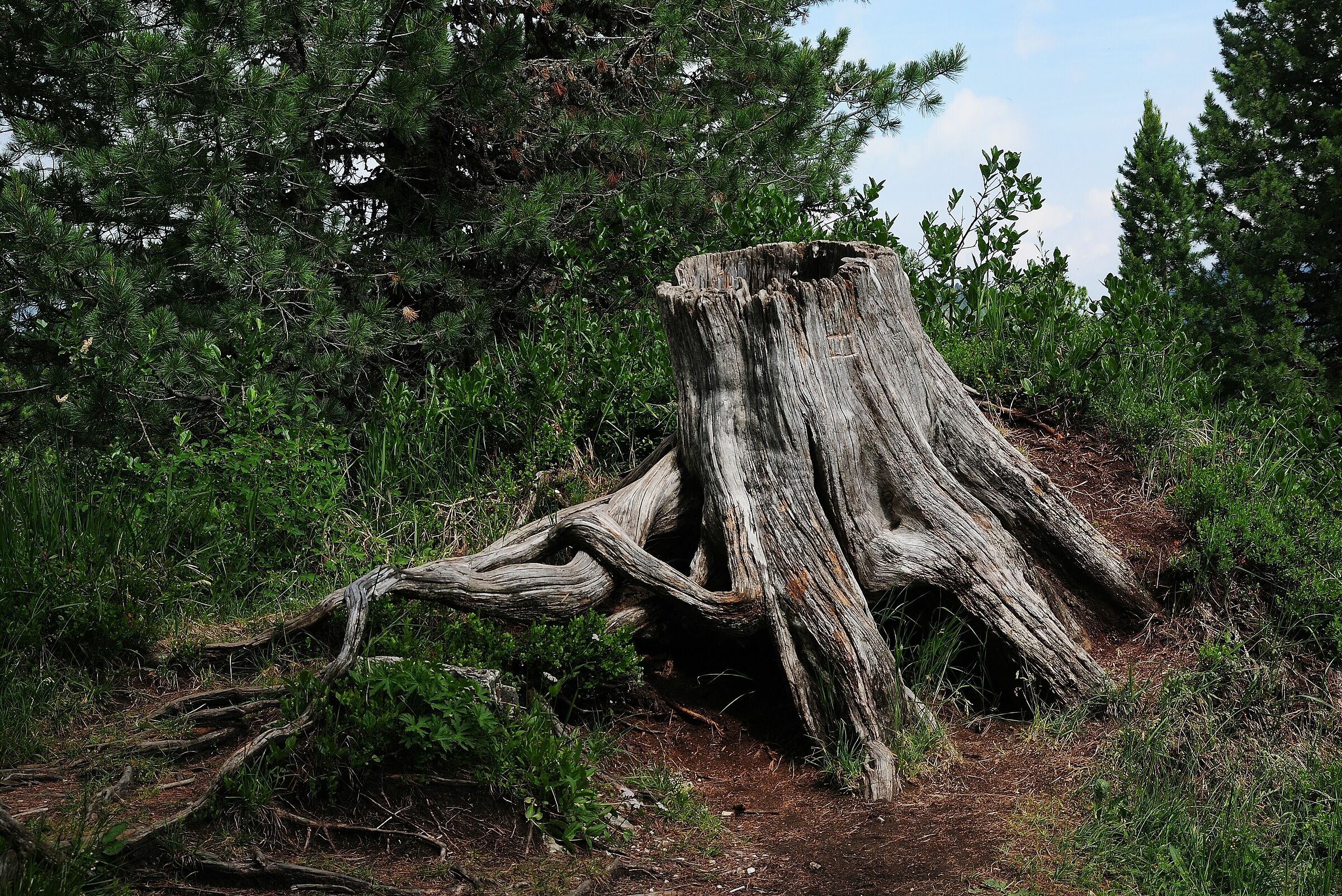 Il vecchio del bosco