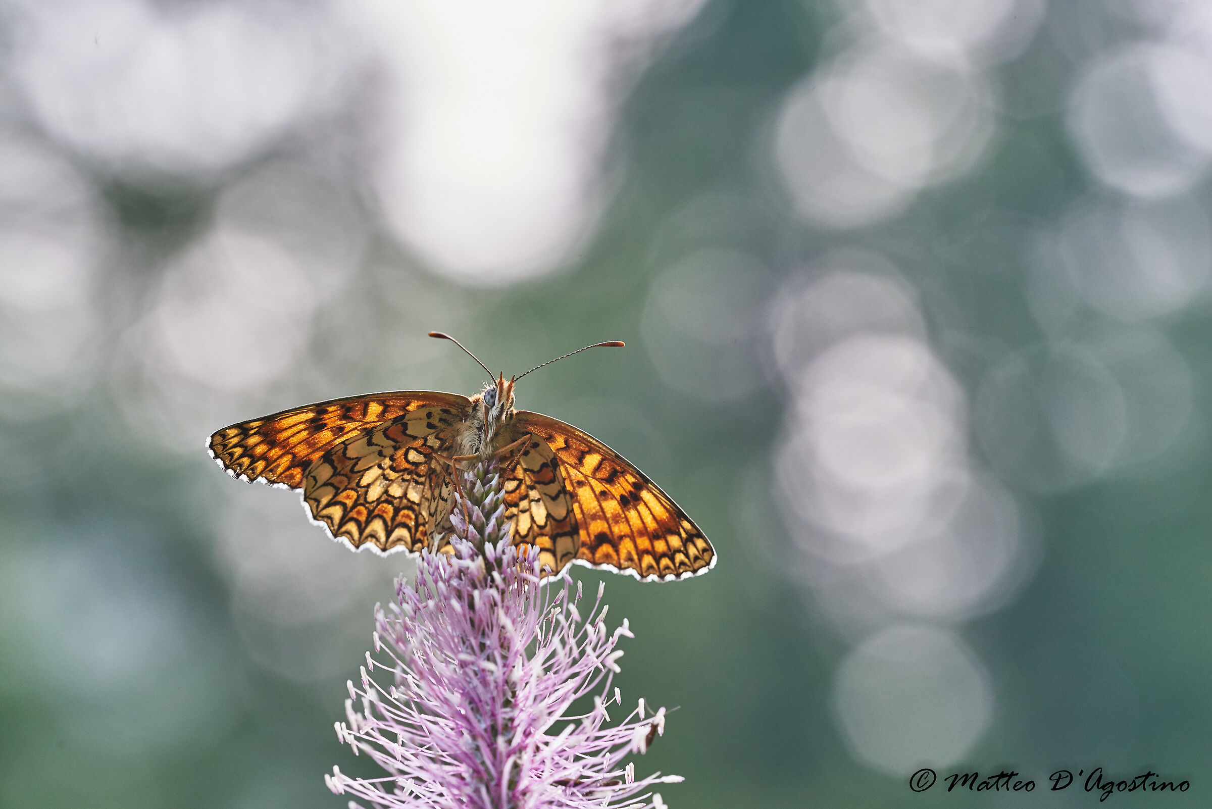 Melitaea in controluce