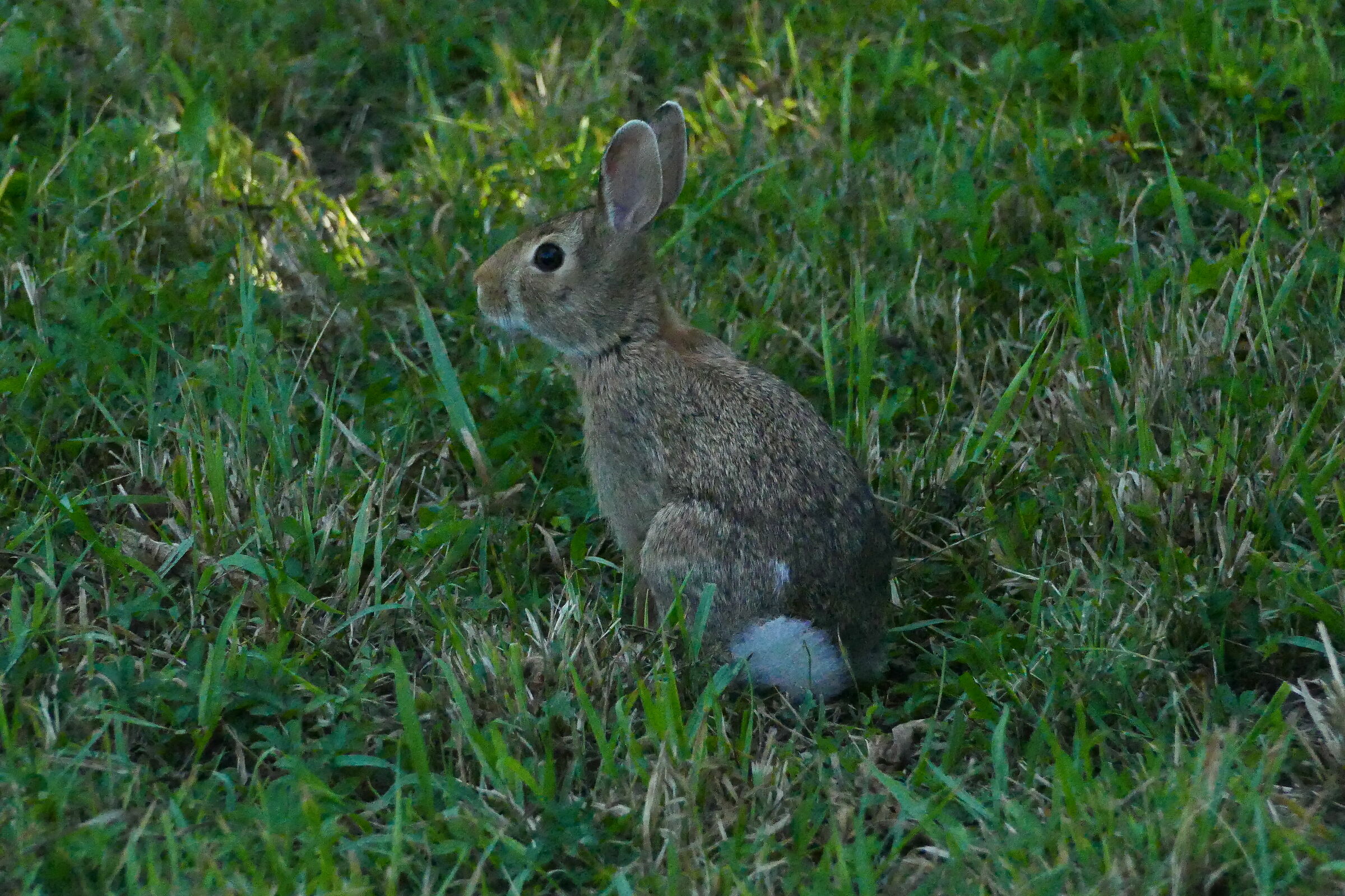 young wild rabbit