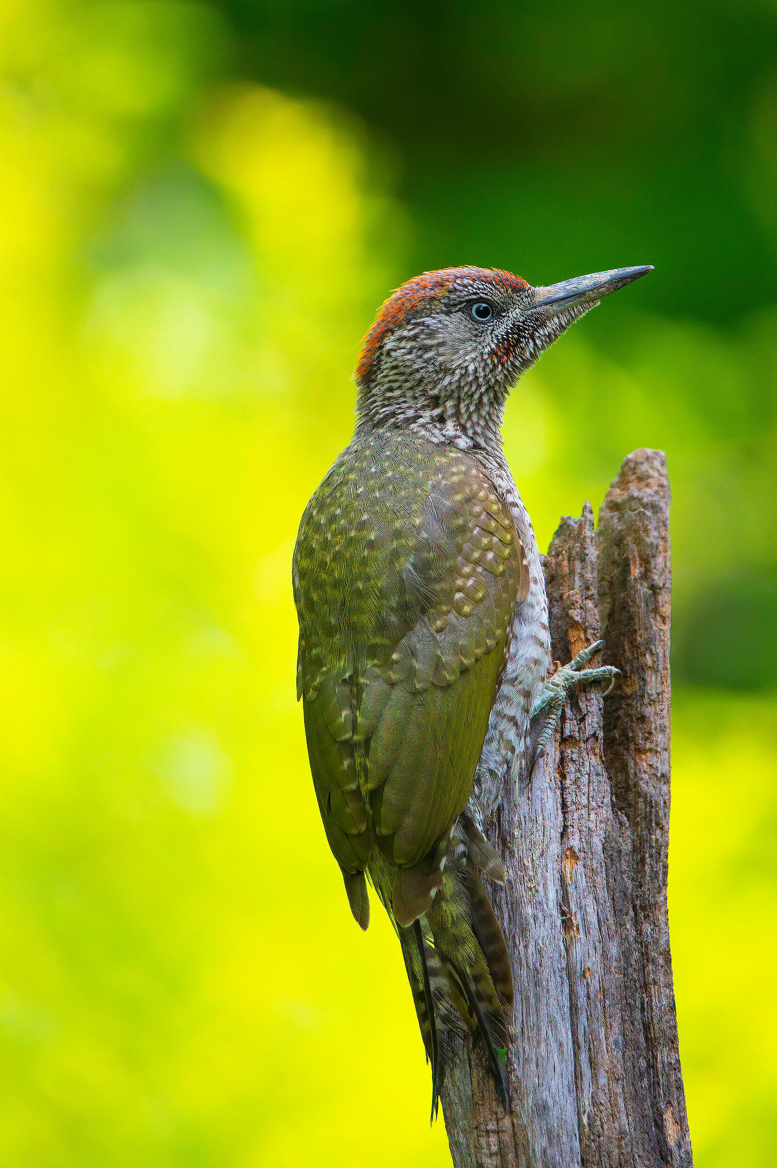 Green woodpecker