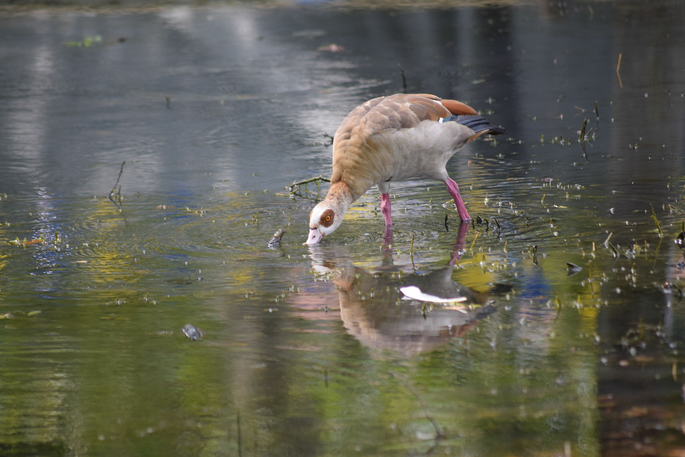 Egyptian goose