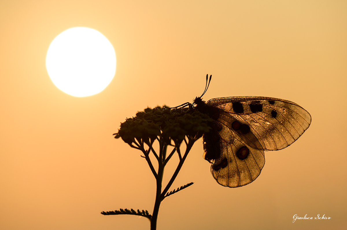 Al tramonto Parnassius apollo