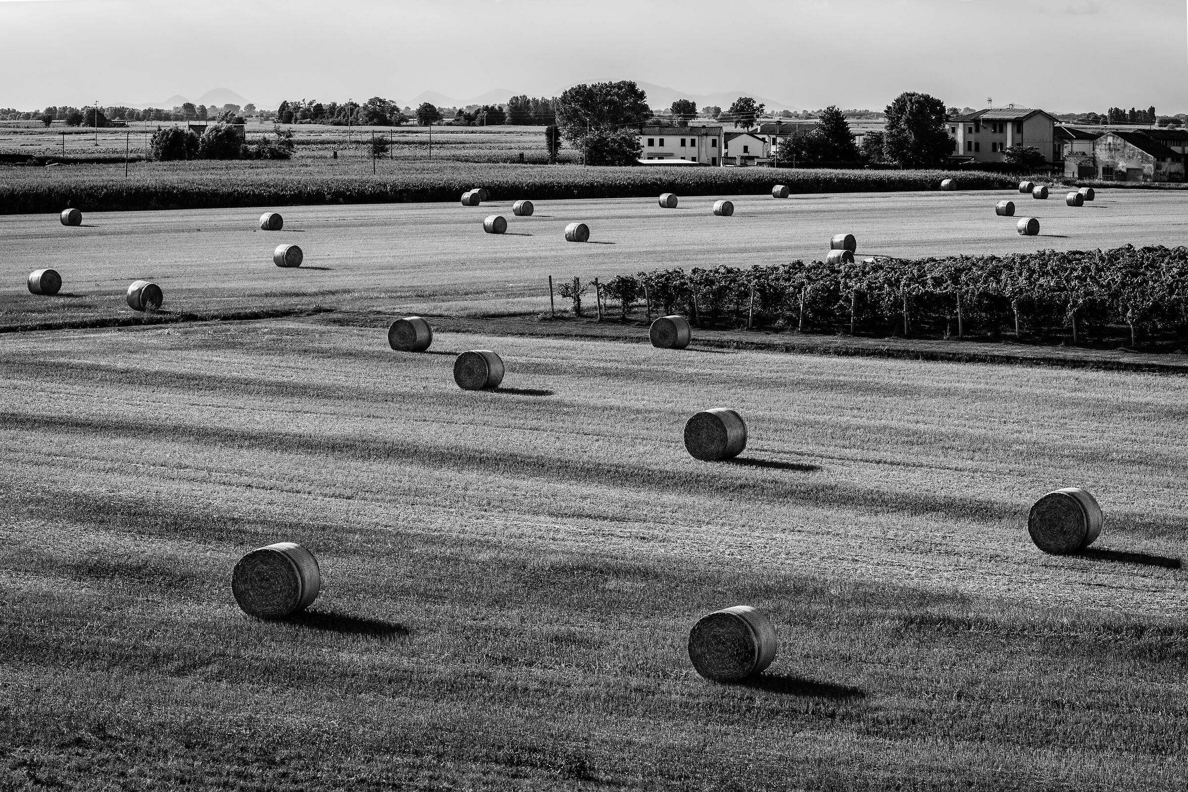 The bales and the vineyard