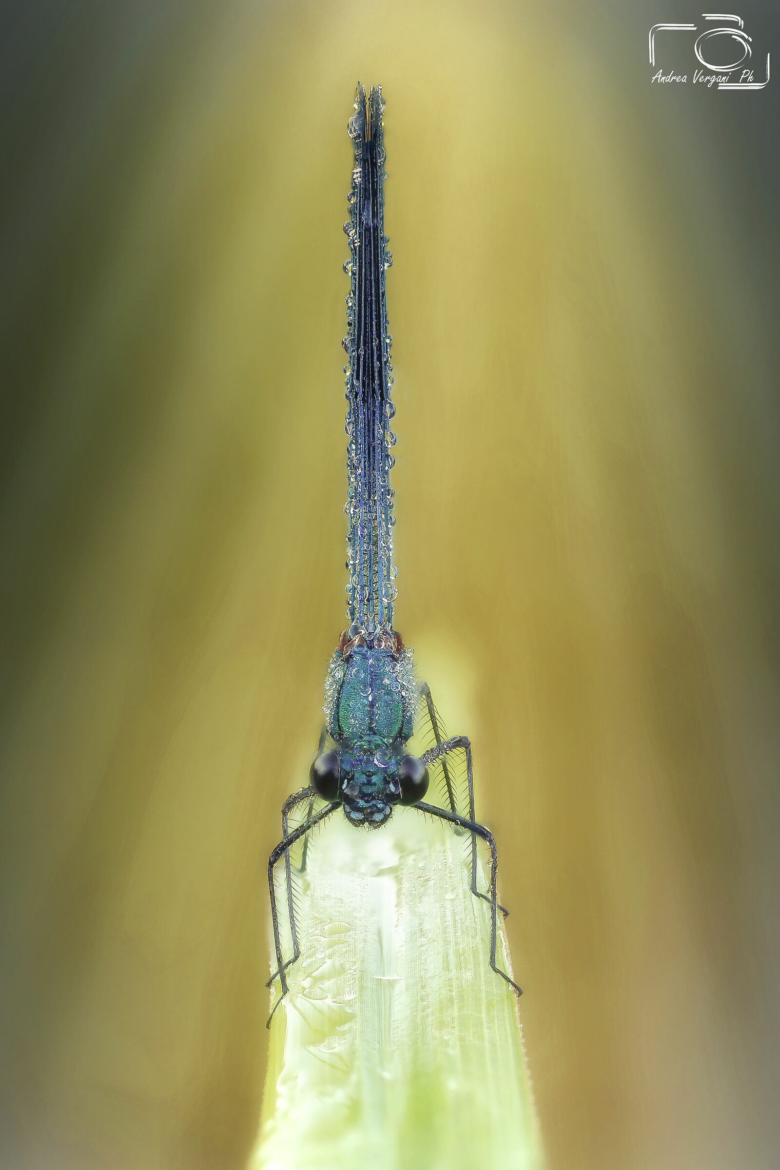 My first focus stacking