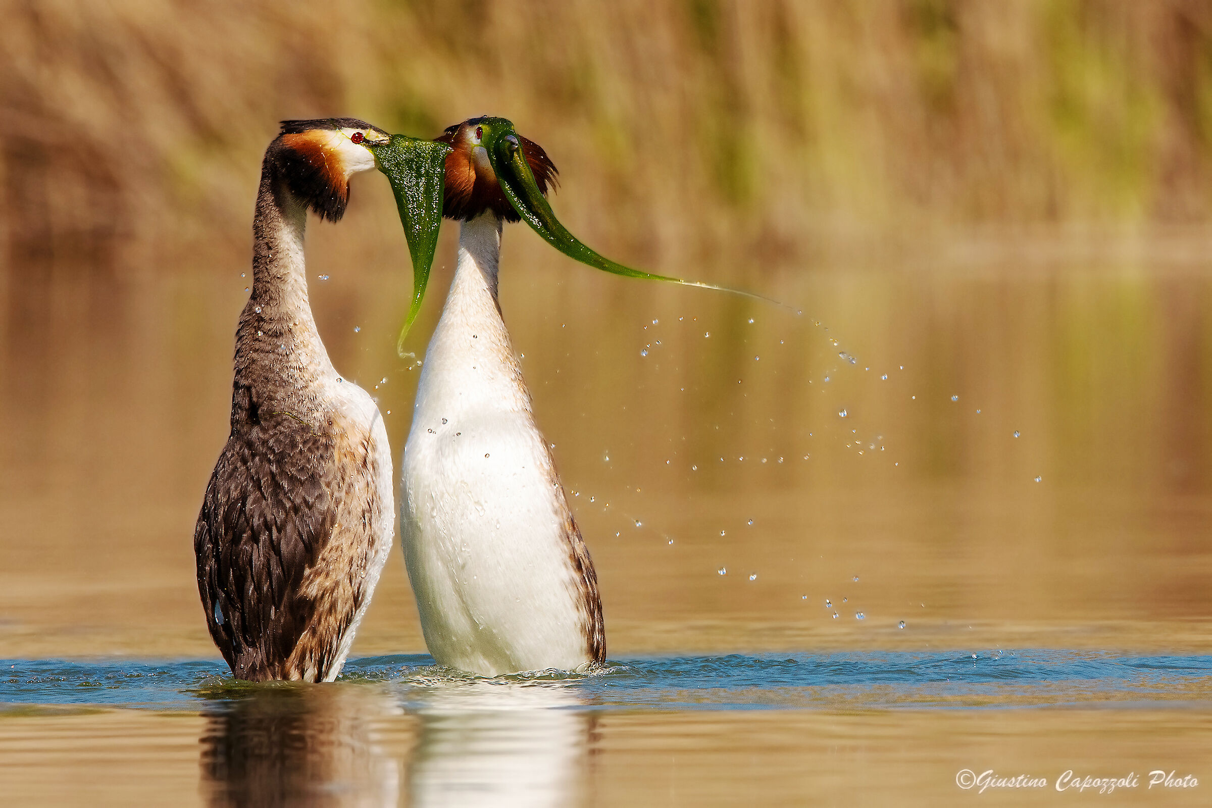 The courtship of the Major Svassi.