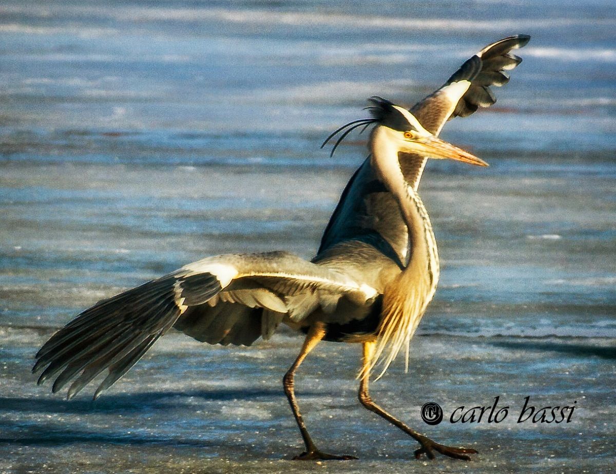 heron on ice