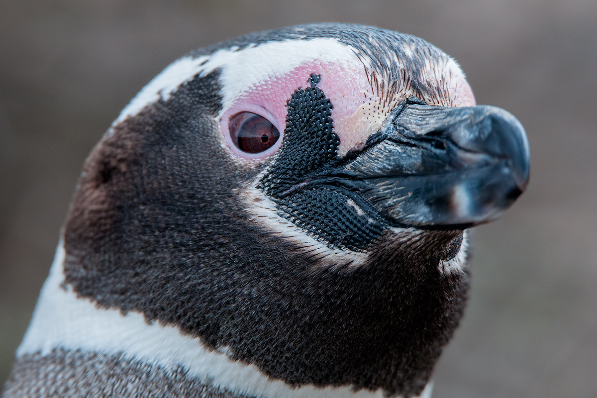 Magellanic Piinguino - portrait