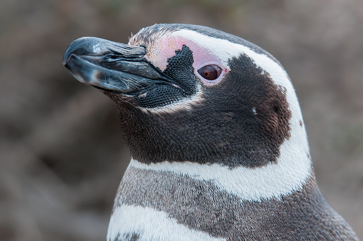 Magellanic Penguin - Portrait